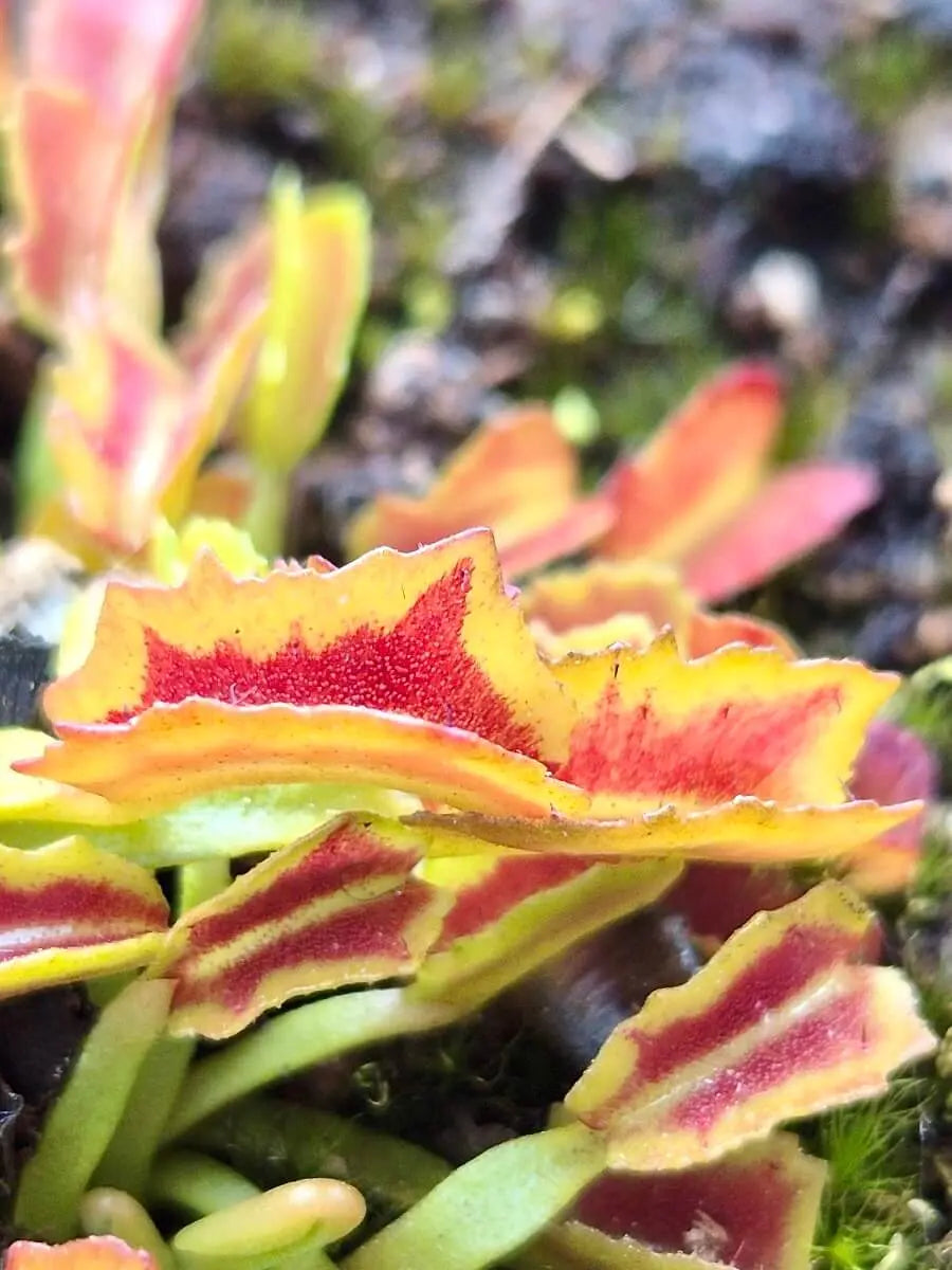 Dionaea muscipula 'Wacky Traps' CARNIVORE DE SOLOGNE