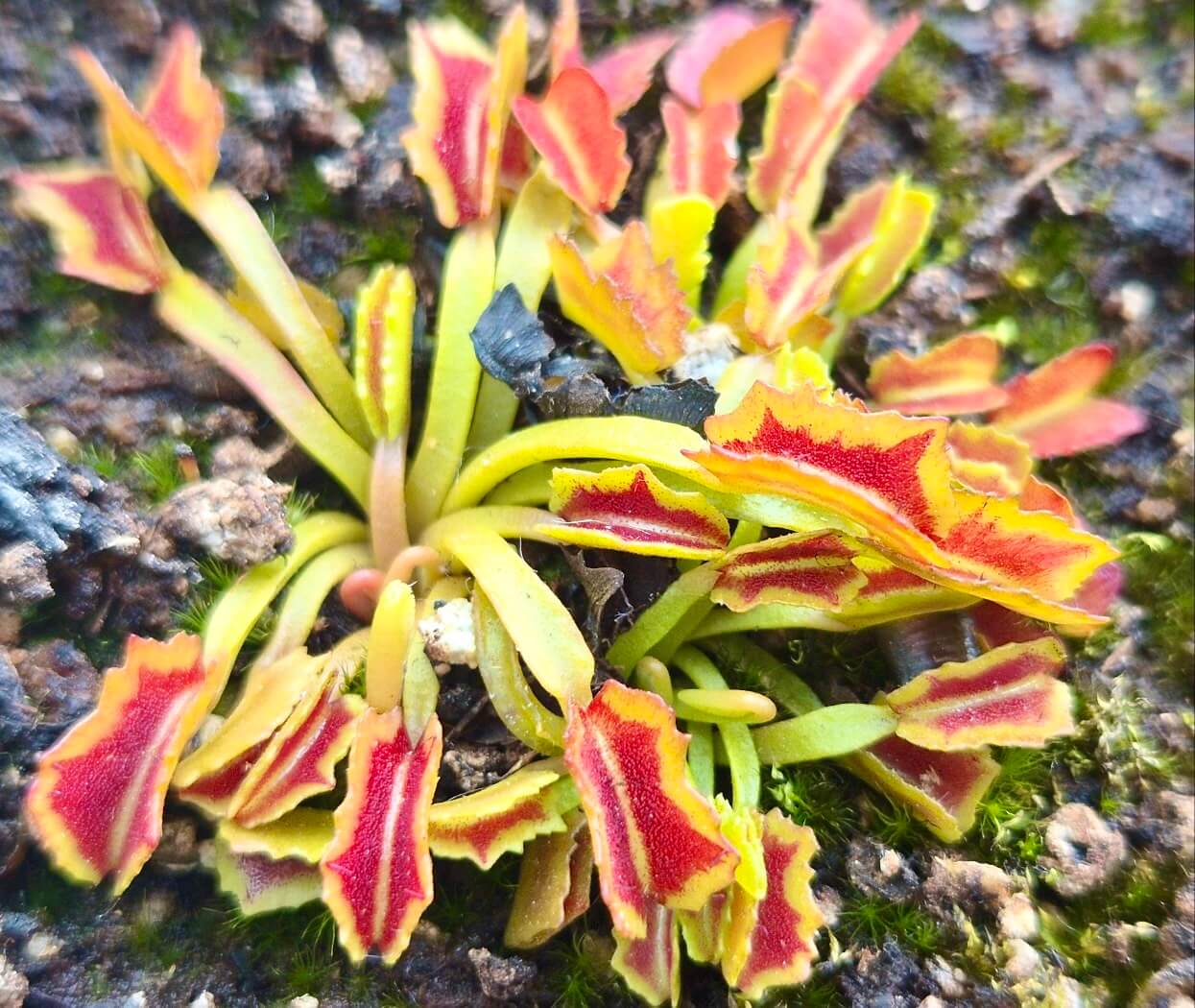 Dionaea muscipula 'Wacky Traps'