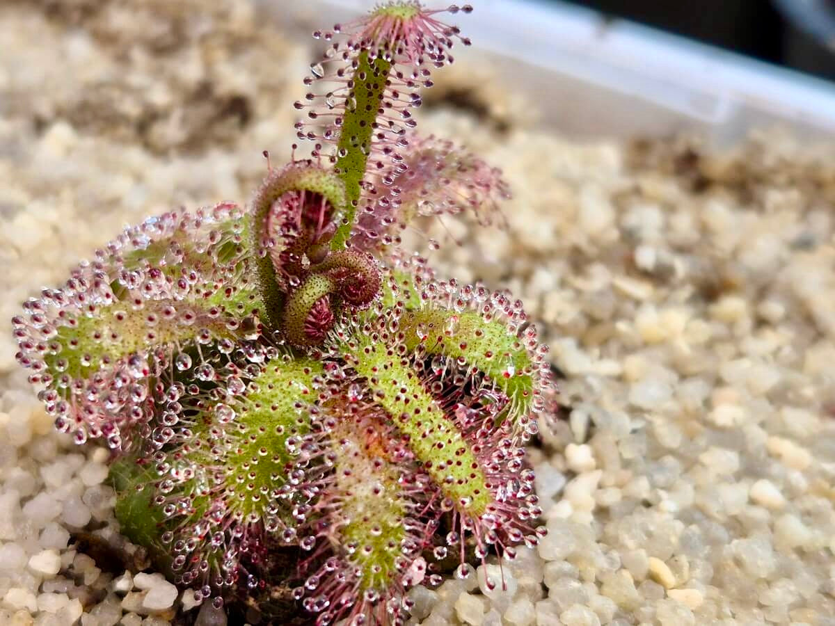 Drosera alba (en précommande)