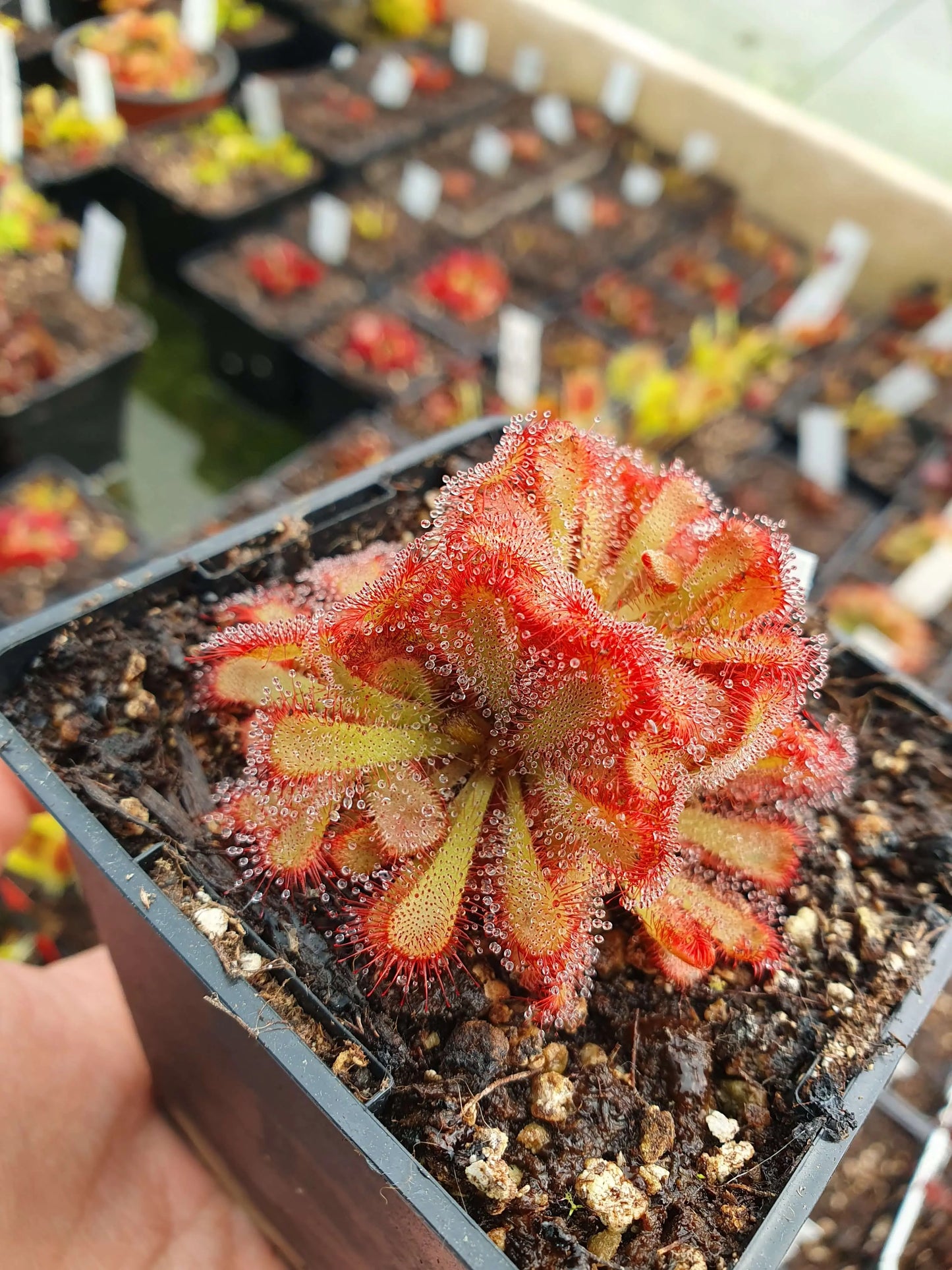 Drosera aliciae CARNIVORE DE SOLOGNE