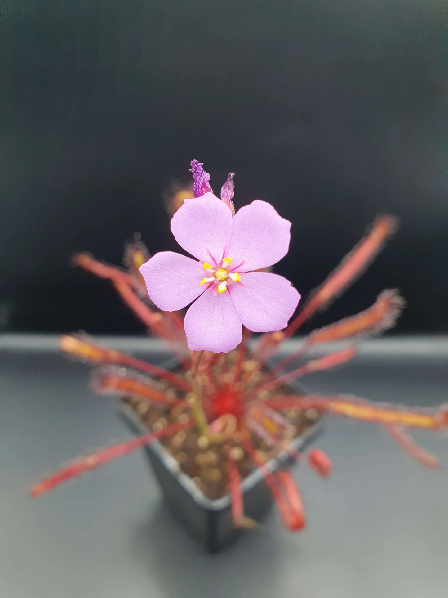 Drosera capensis "All Red" CARNIVORE DE SOLOGNE