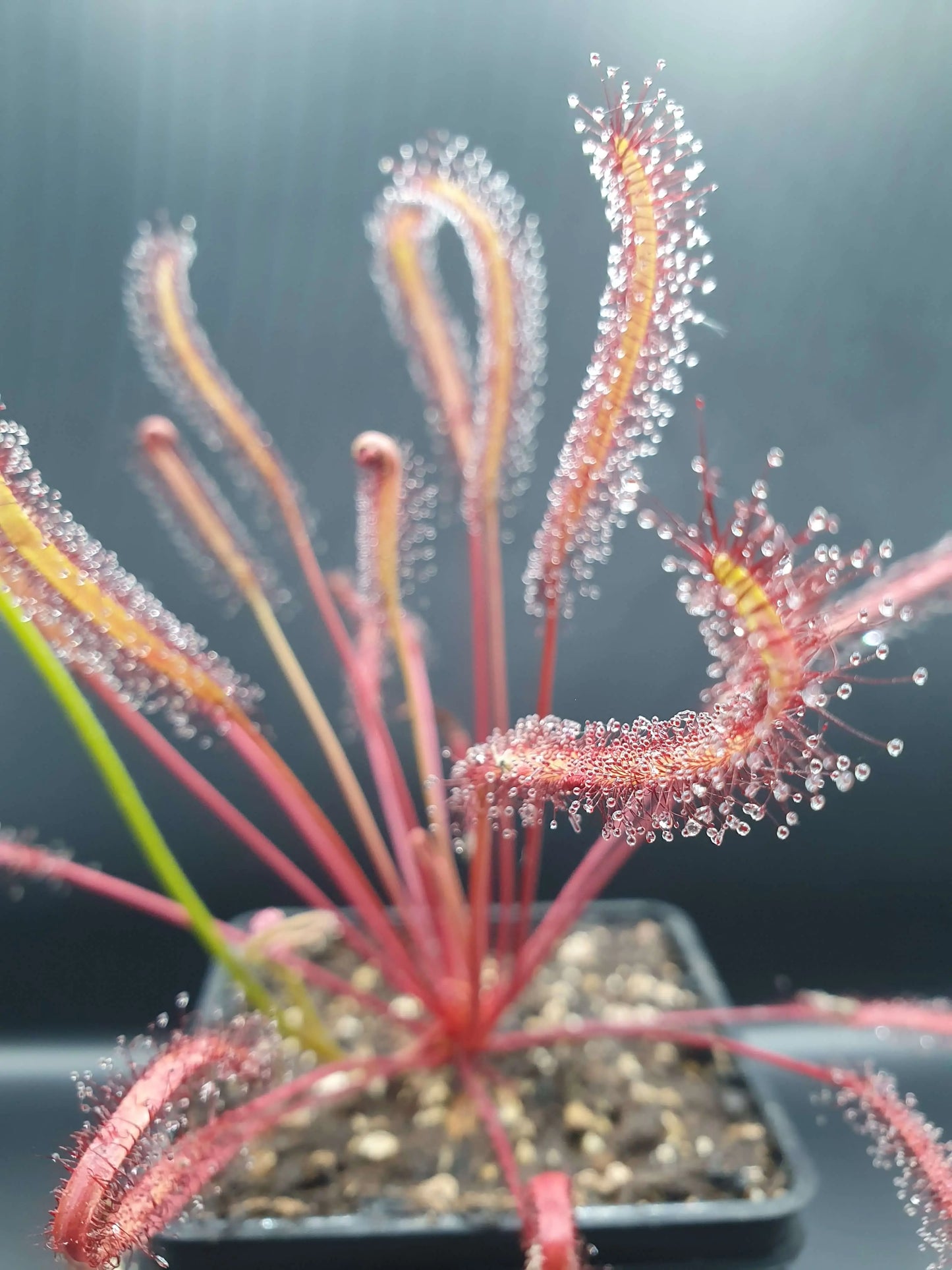 Drosera capensis "All Red" CARNIVORE DE SOLOGNE