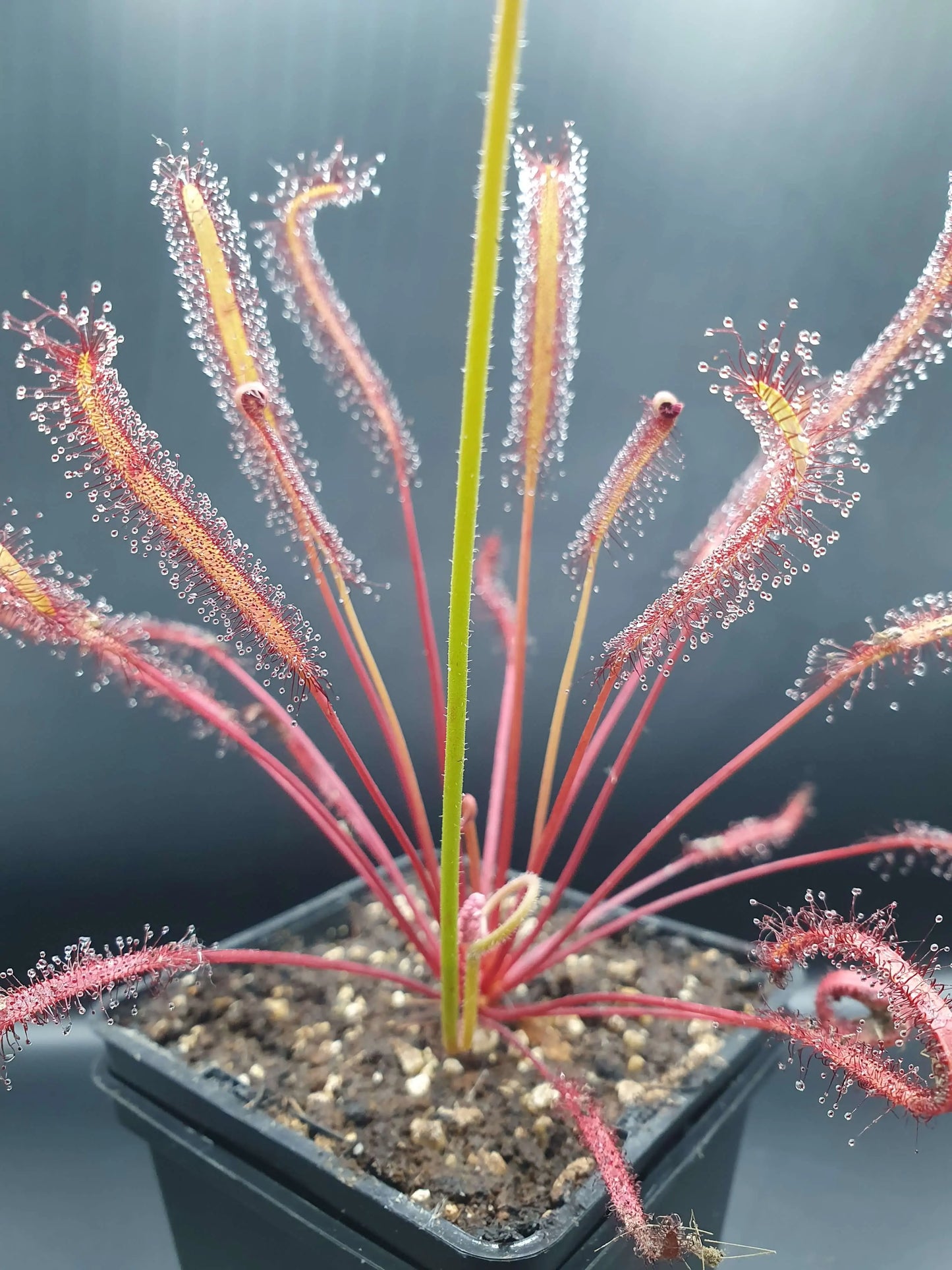Drosera capensis "All Red" CARNIVORE DE SOLOGNE