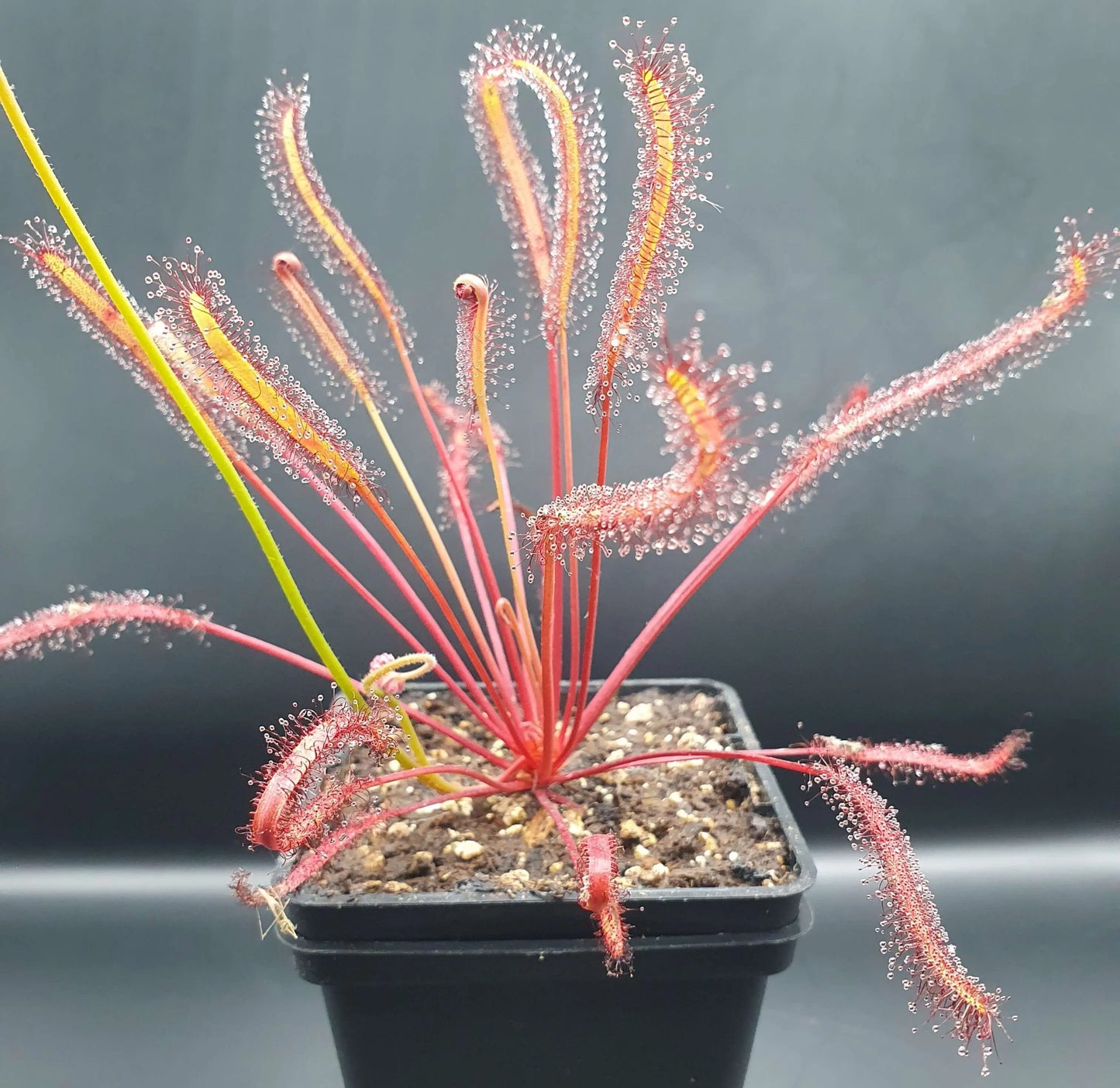 Drosera capensis "All Red" CARNIVORE DE SOLOGNE