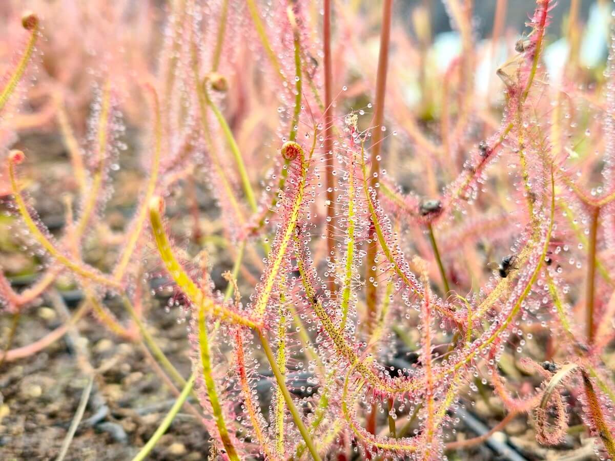 Drosera binata