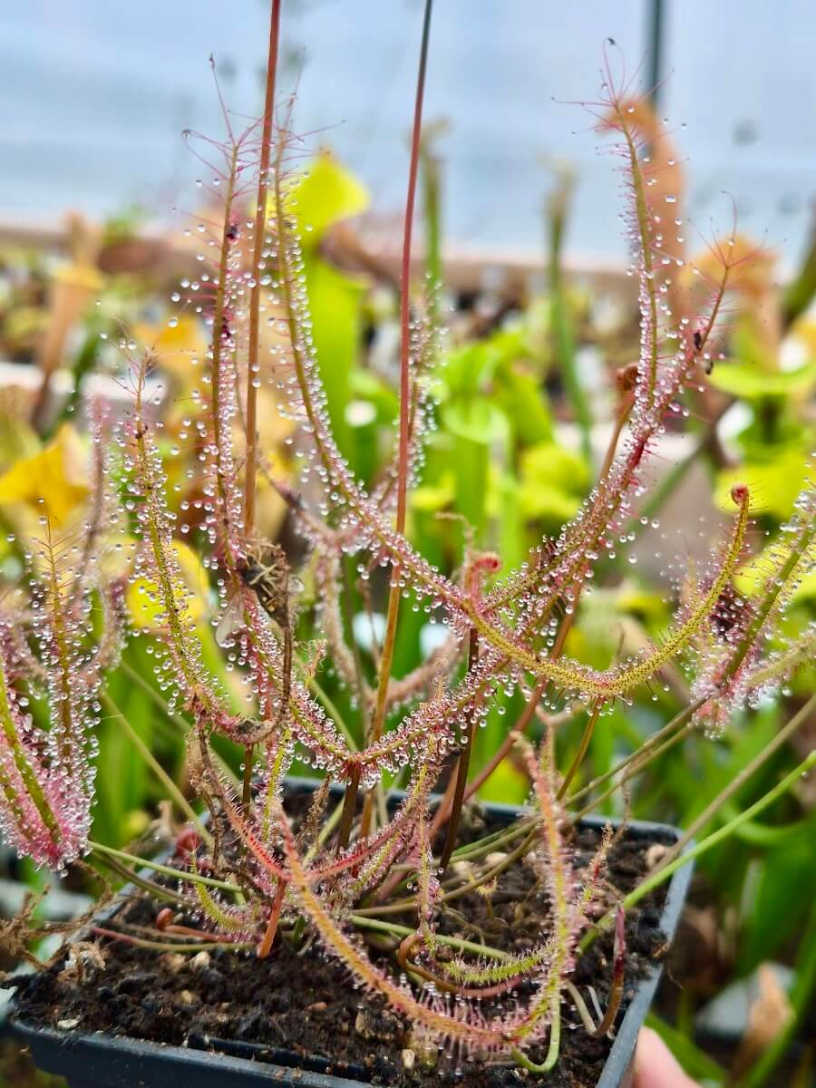 Drosera binata