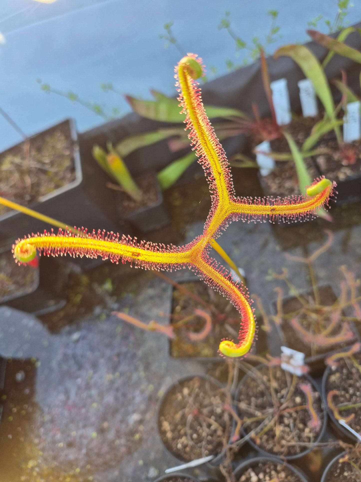 Drosera binata var. dichotoma