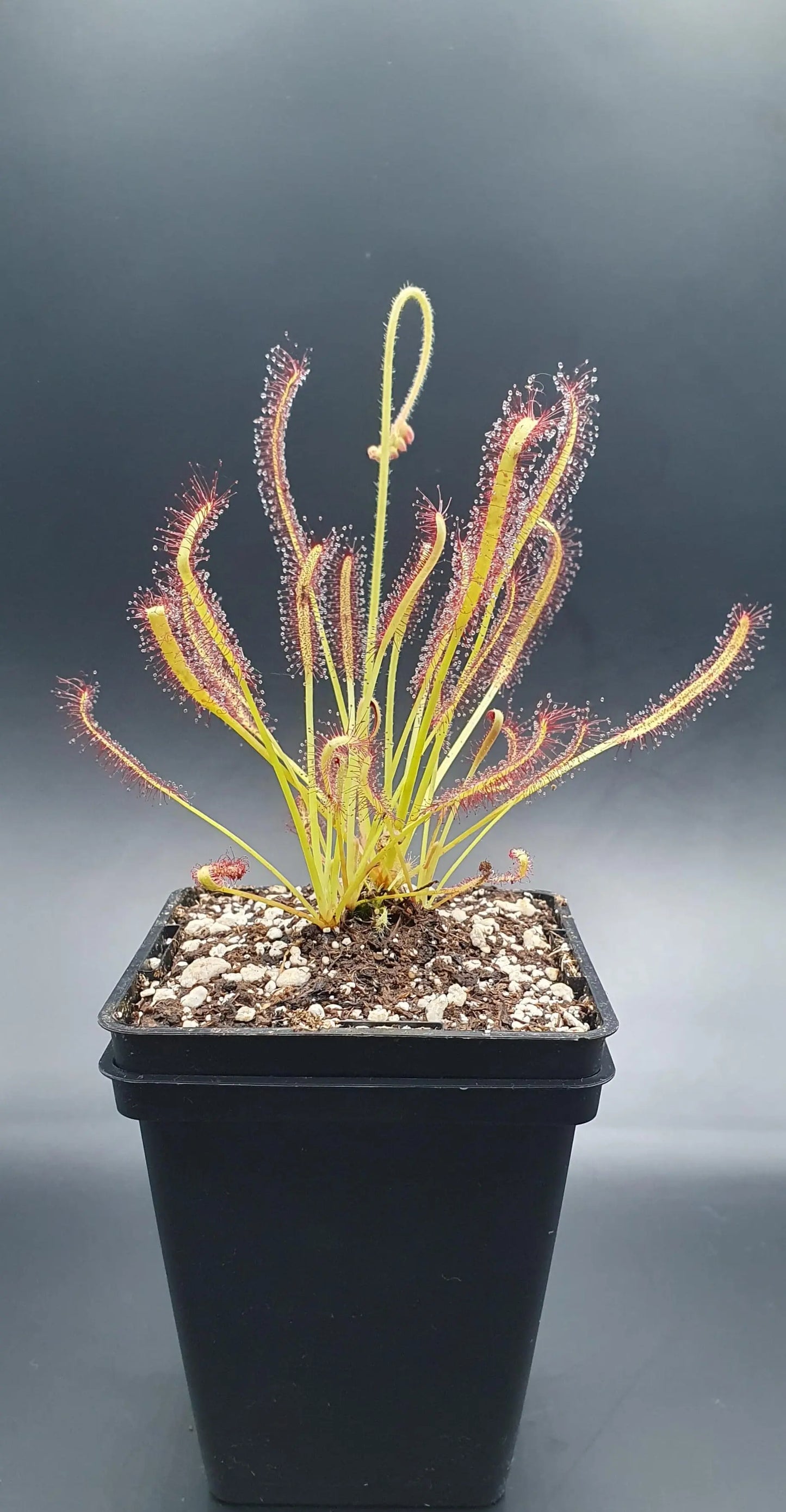 Drosera capensis CARNIVORE DE SOLOGNE