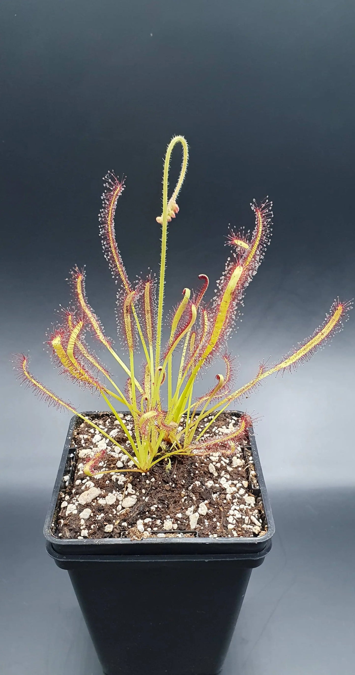 Drosera capensis CARNIVORE DE SOLOGNE