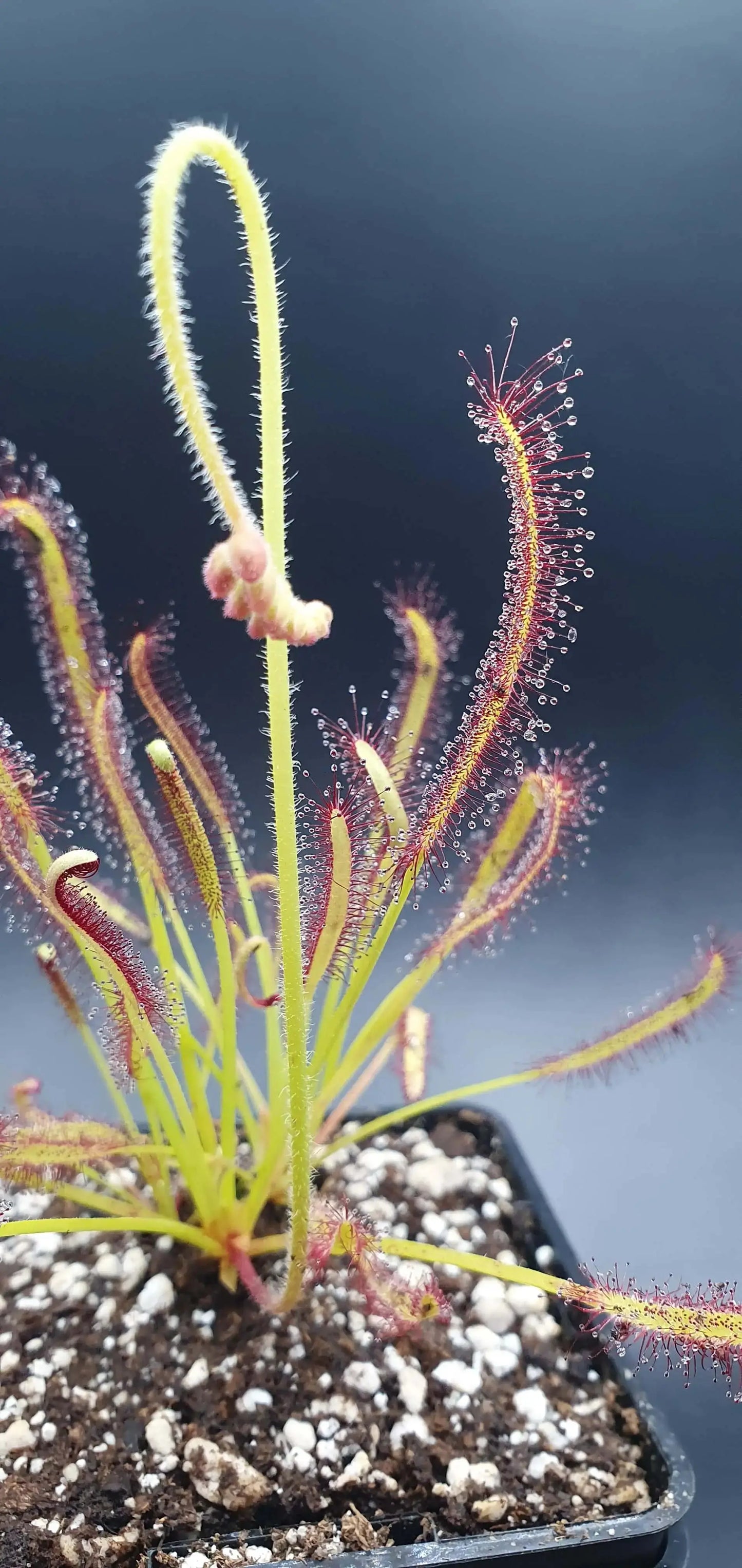 Drosera capensis CARNIVORE DE SOLOGNE