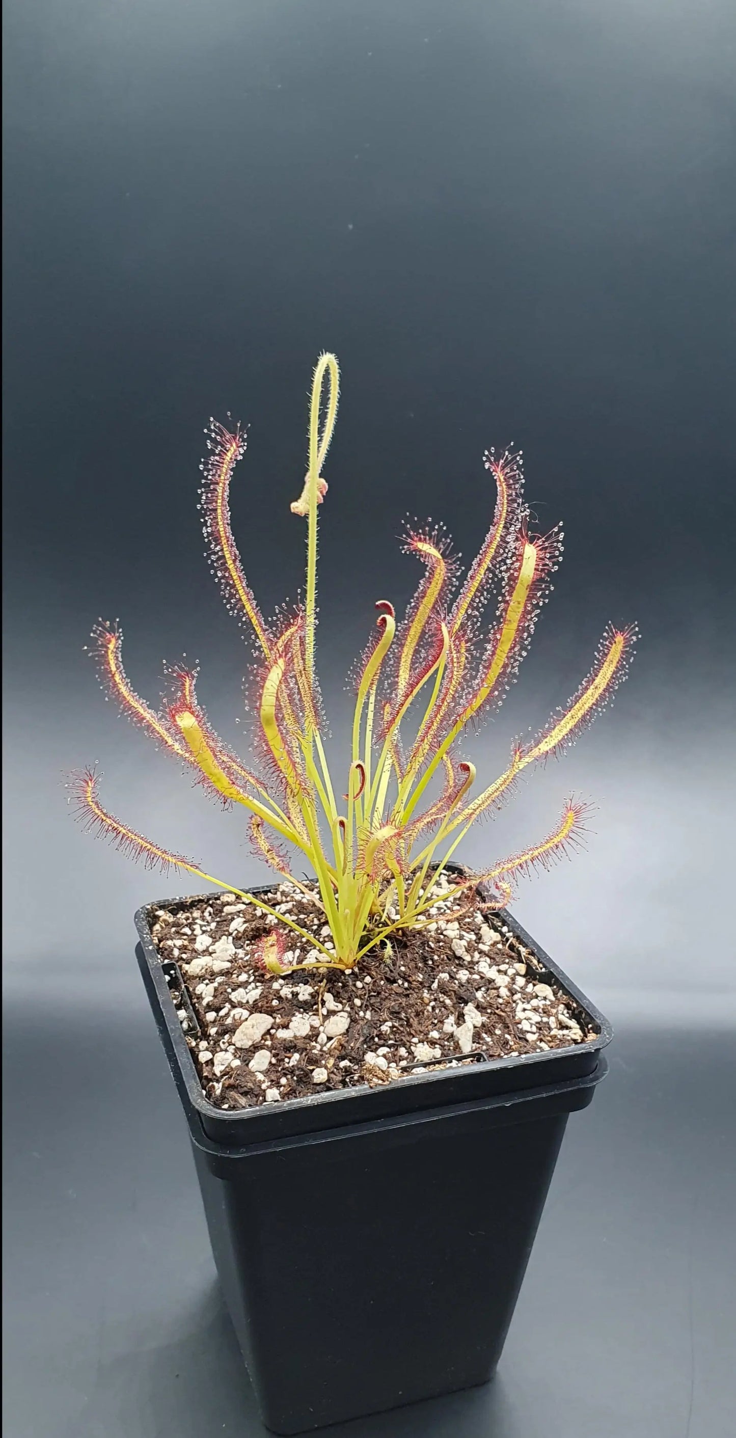 Drosera capensis CARNIVORE DE SOLOGNE