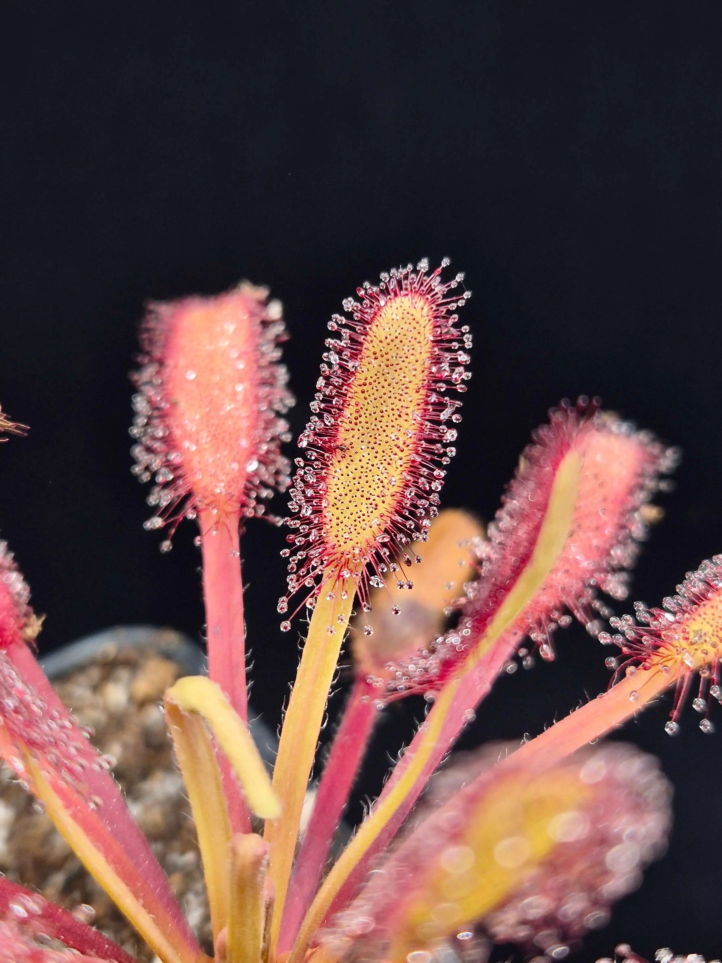 Drosera capensis "Bainskloof" CARNIVORE DE SOLOGNE