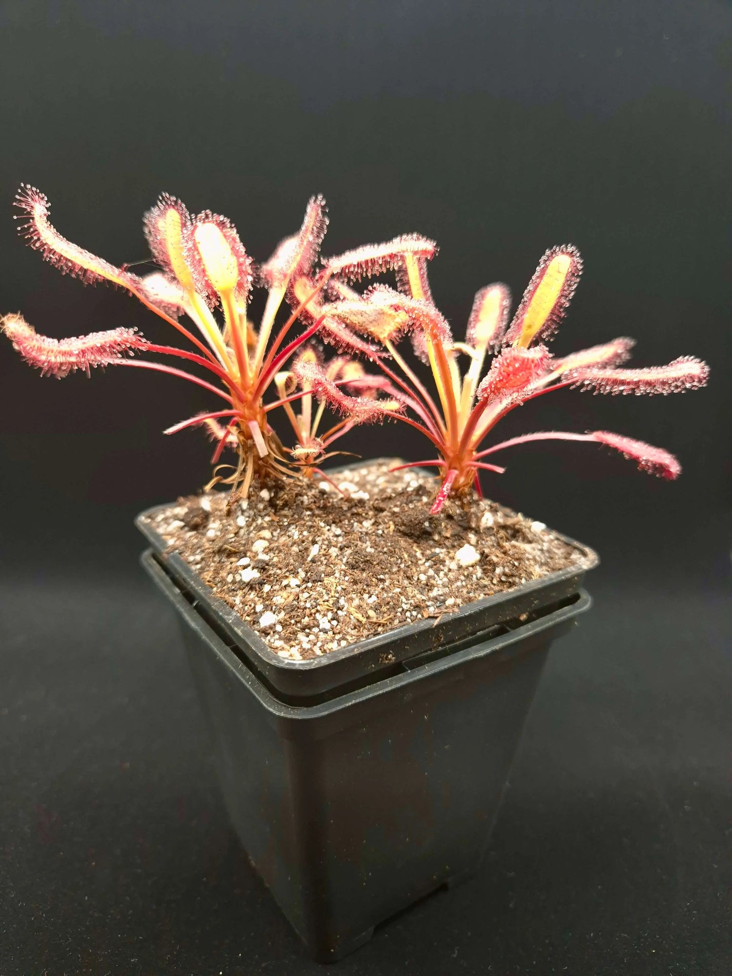Drosera capensis "Bainskloof" CARNIVORE DE SOLOGNE