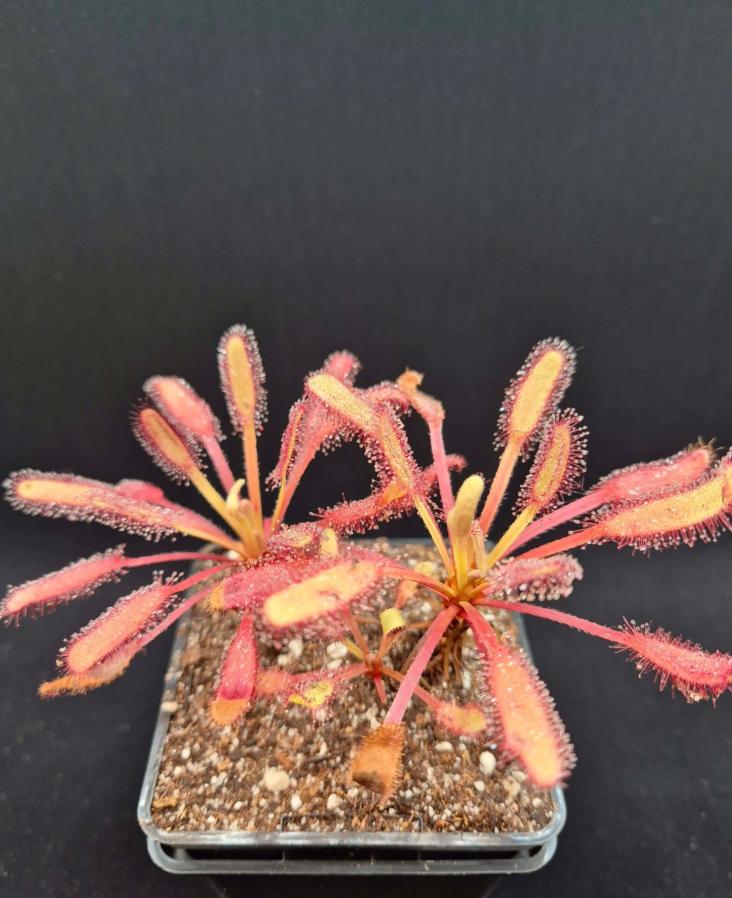 Drosera capensis "Bainskloof" CARNIVORE DE SOLOGNE