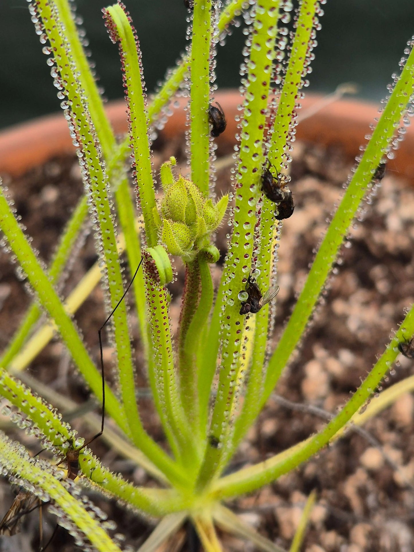Drosophyllum lusitanicum CARNIVORE DE SOLOGNE