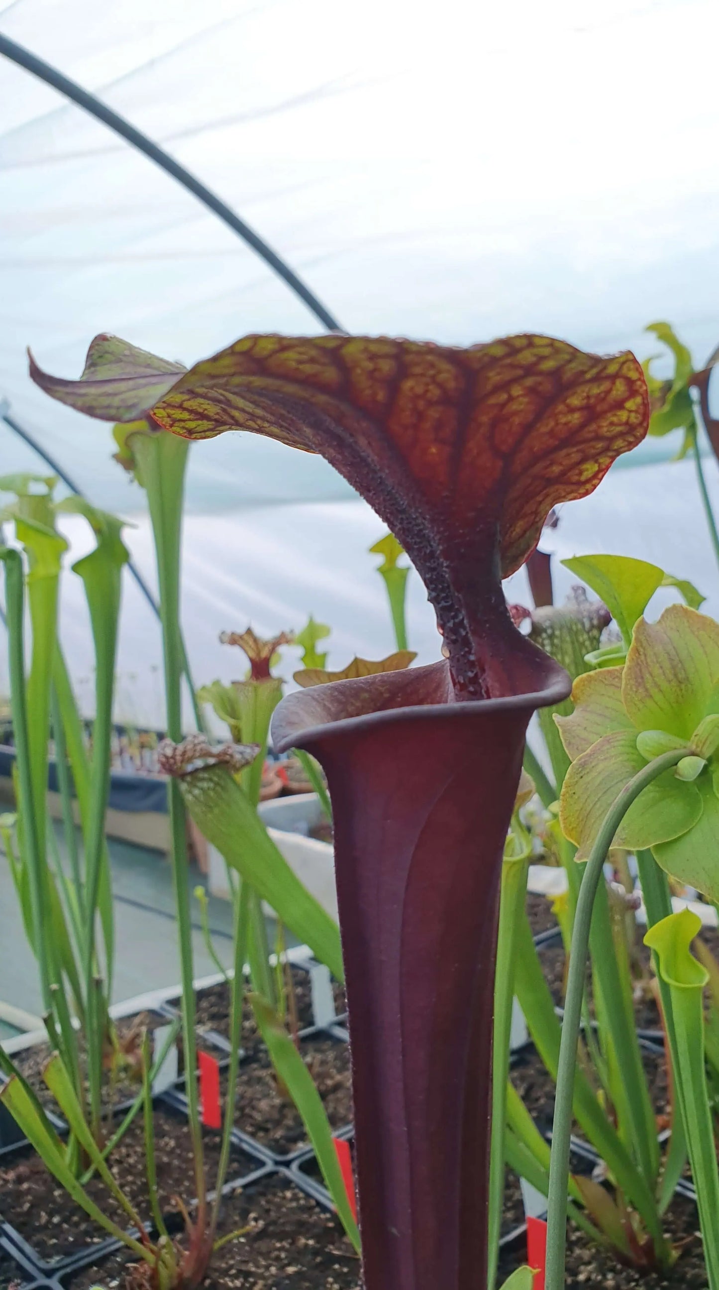 Sarracenia flava var. rubricorpora CARNIVORE DE SOLOGNE