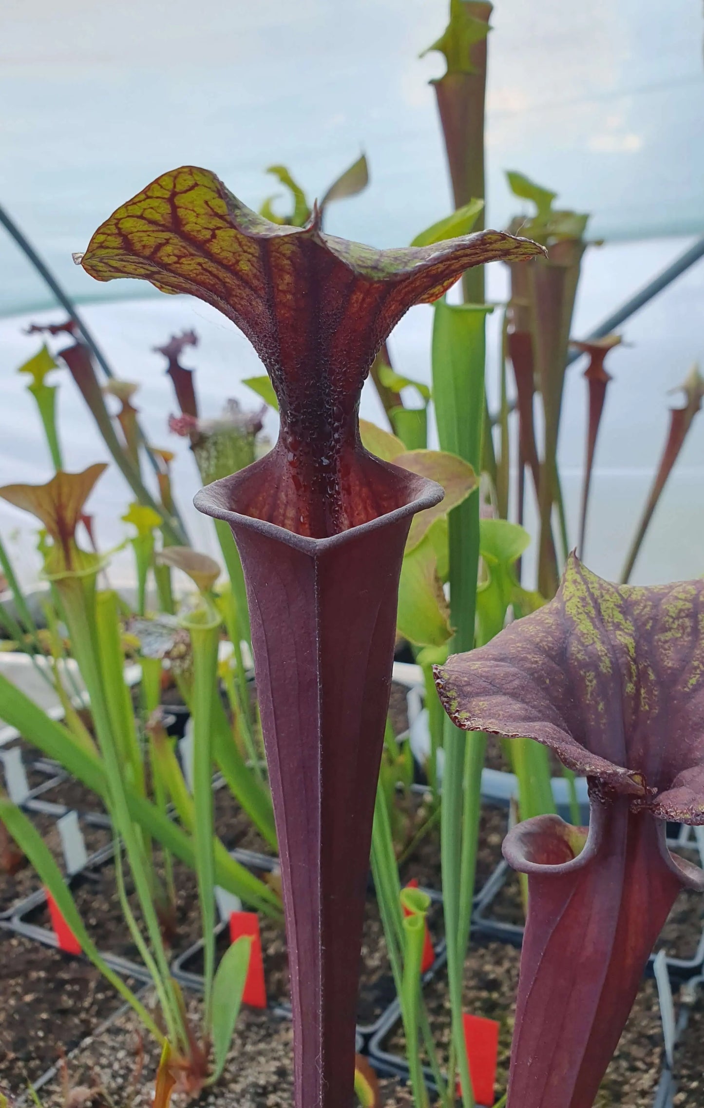 Sarracenia flava var. rubricorpora CARNIVORE DE SOLOGNE