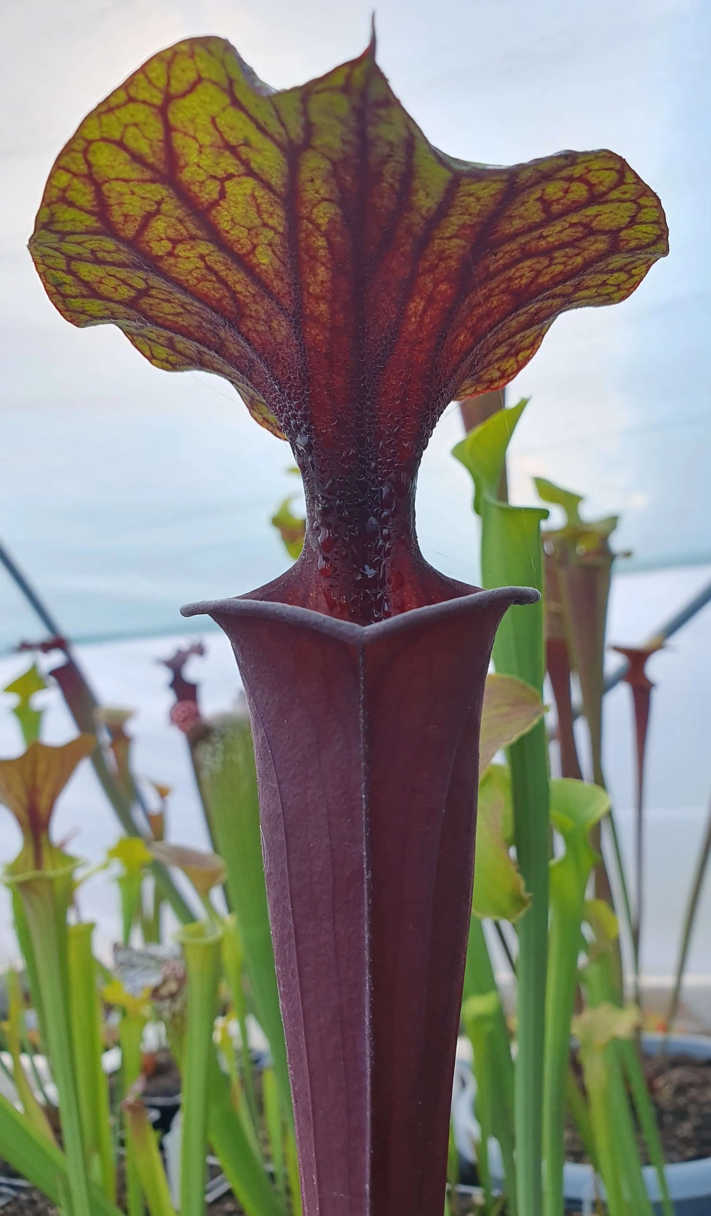 Sarracenia flava var. rubricorpora CARNIVORE DE SOLOGNE
