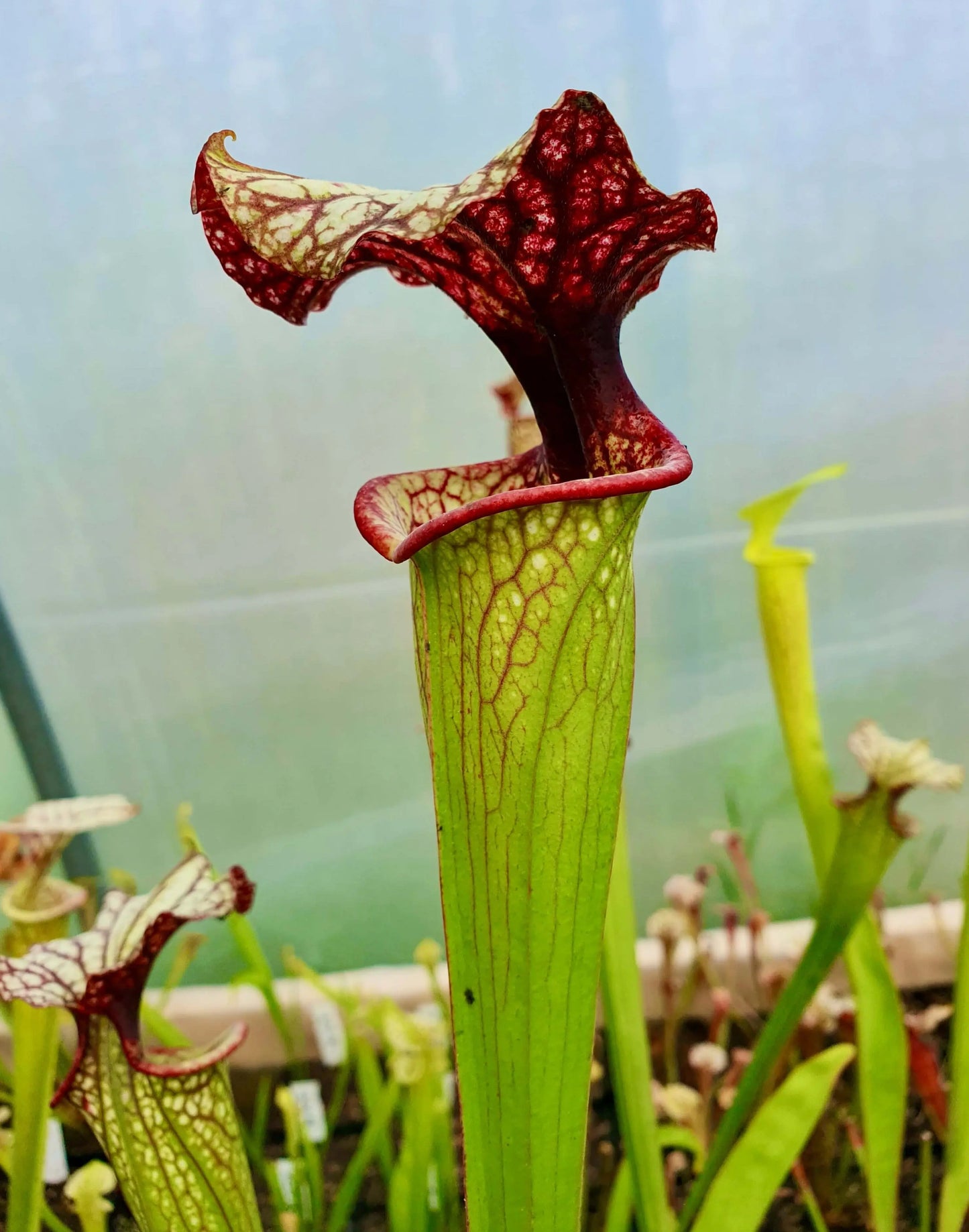 Sarracenia x moorei "John David King", MK H224 CARNIVORE DE SOLOGNE