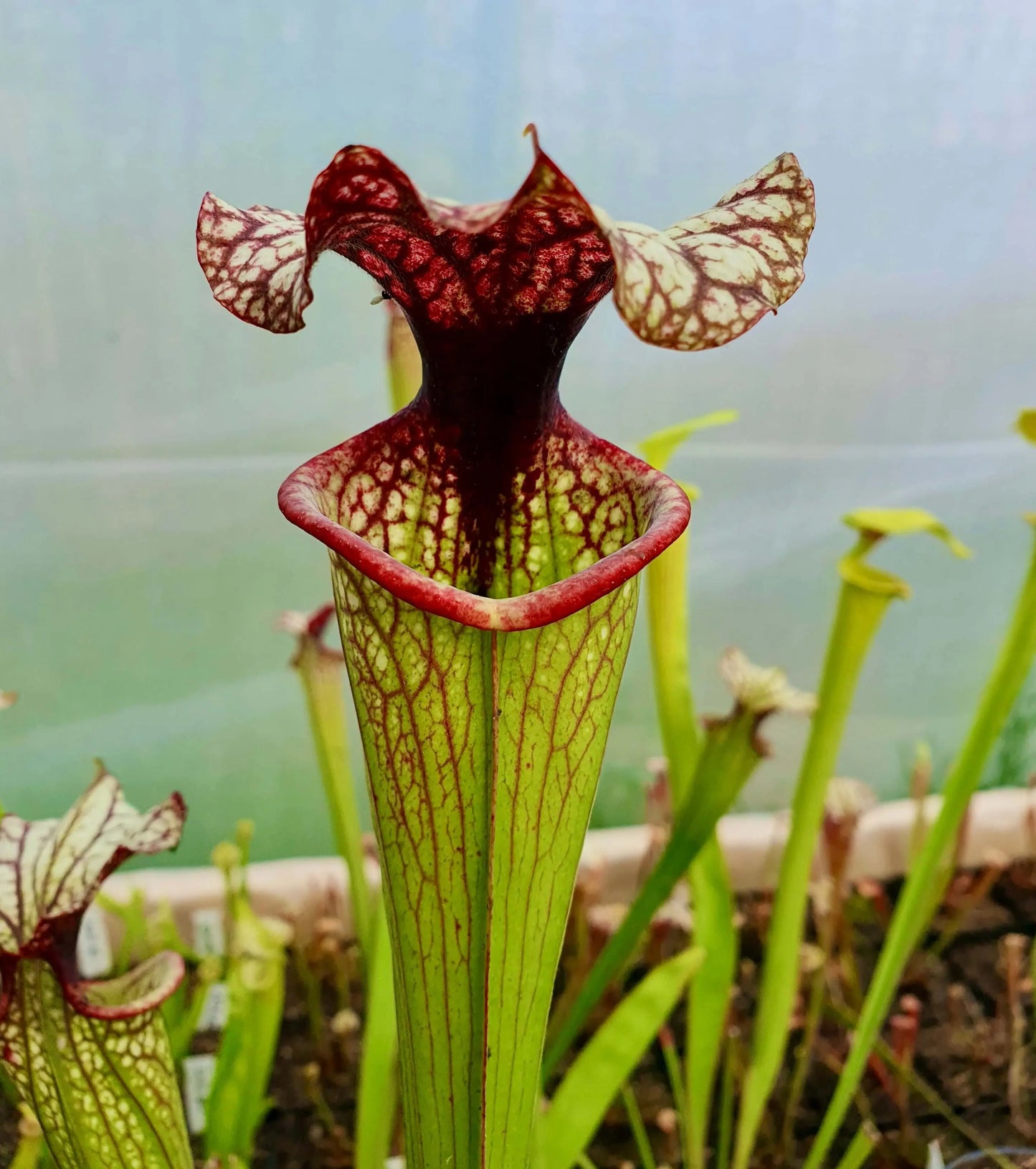 Sarracenia x moorei "John David King", MK H224 CARNIVORE DE SOLOGNE