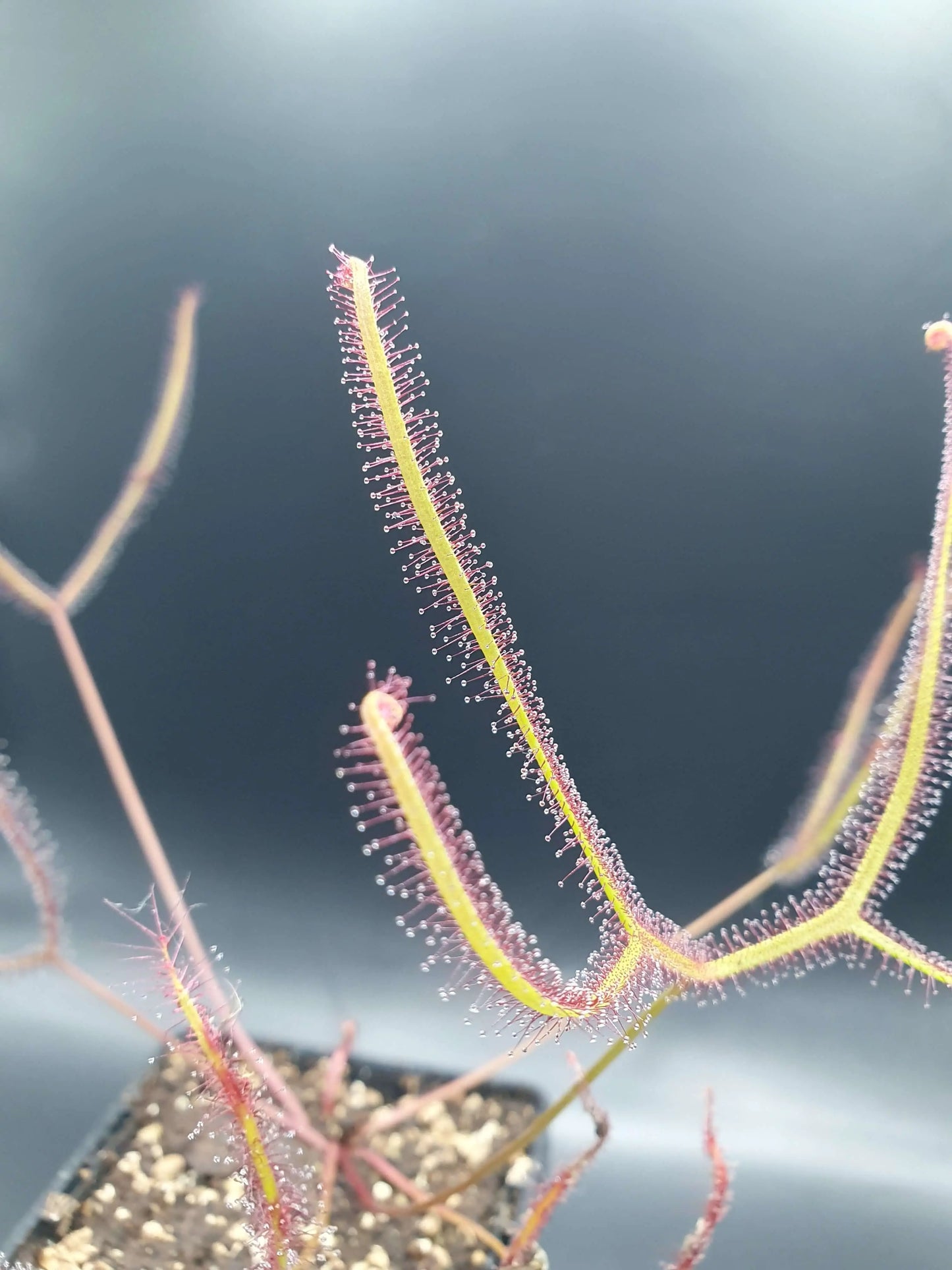 Drosera binata, Lake Burbury, Tasmania CARNIVORE DE SOLOGNE