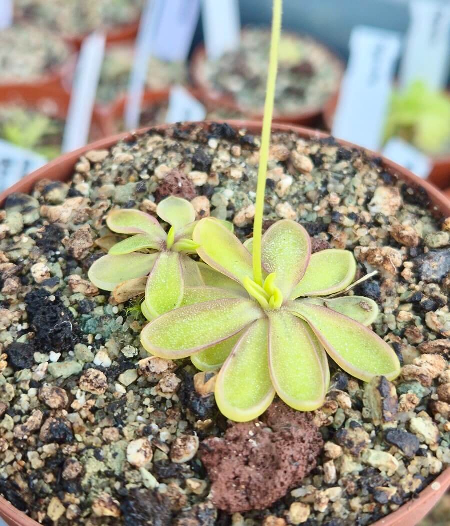 Pinguicula emarginata white flower