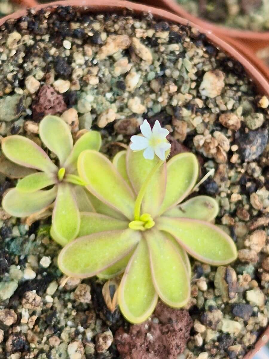 Pinguicula emarginata white flower