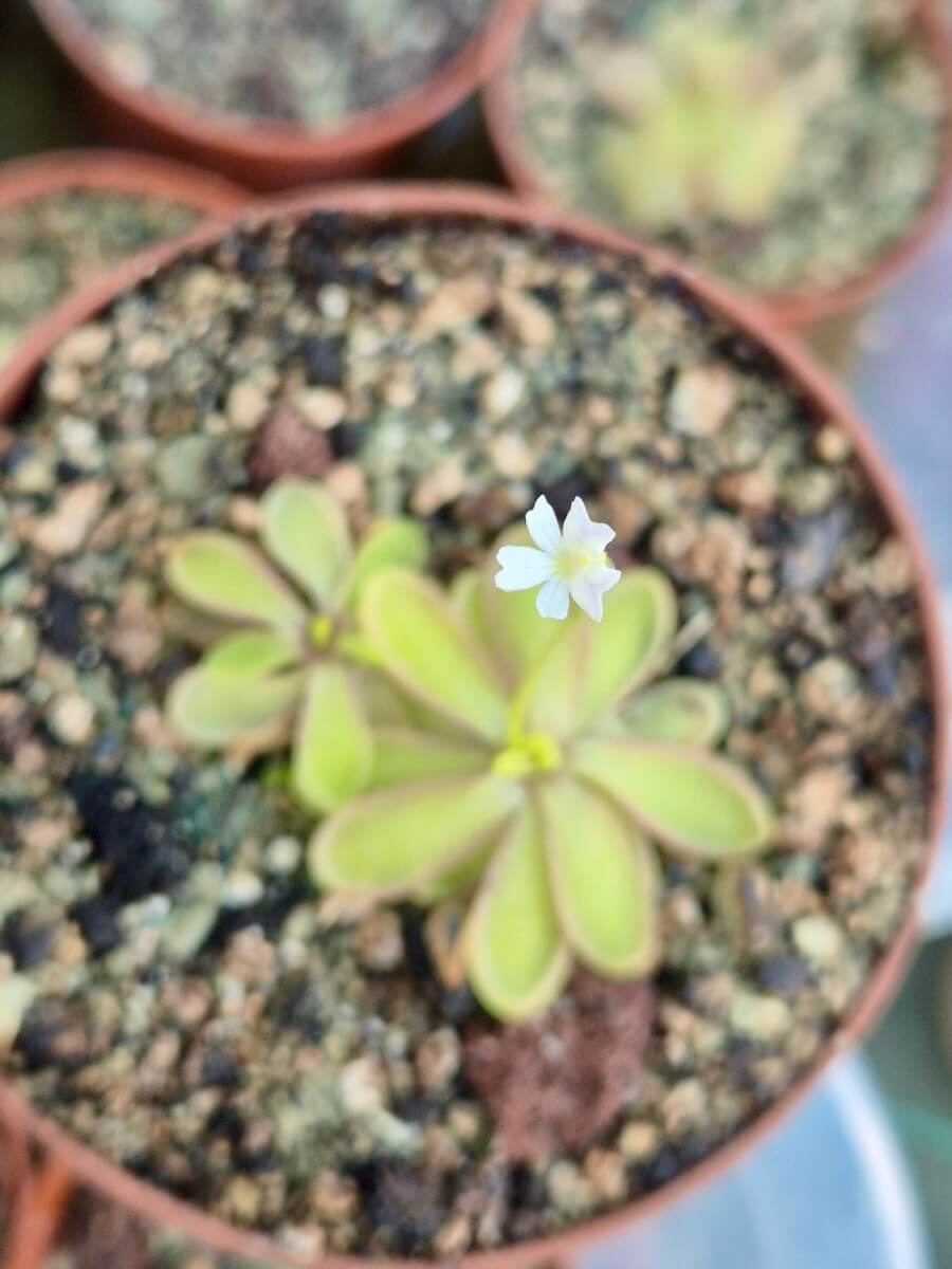 Pinguicula emarginata white flower