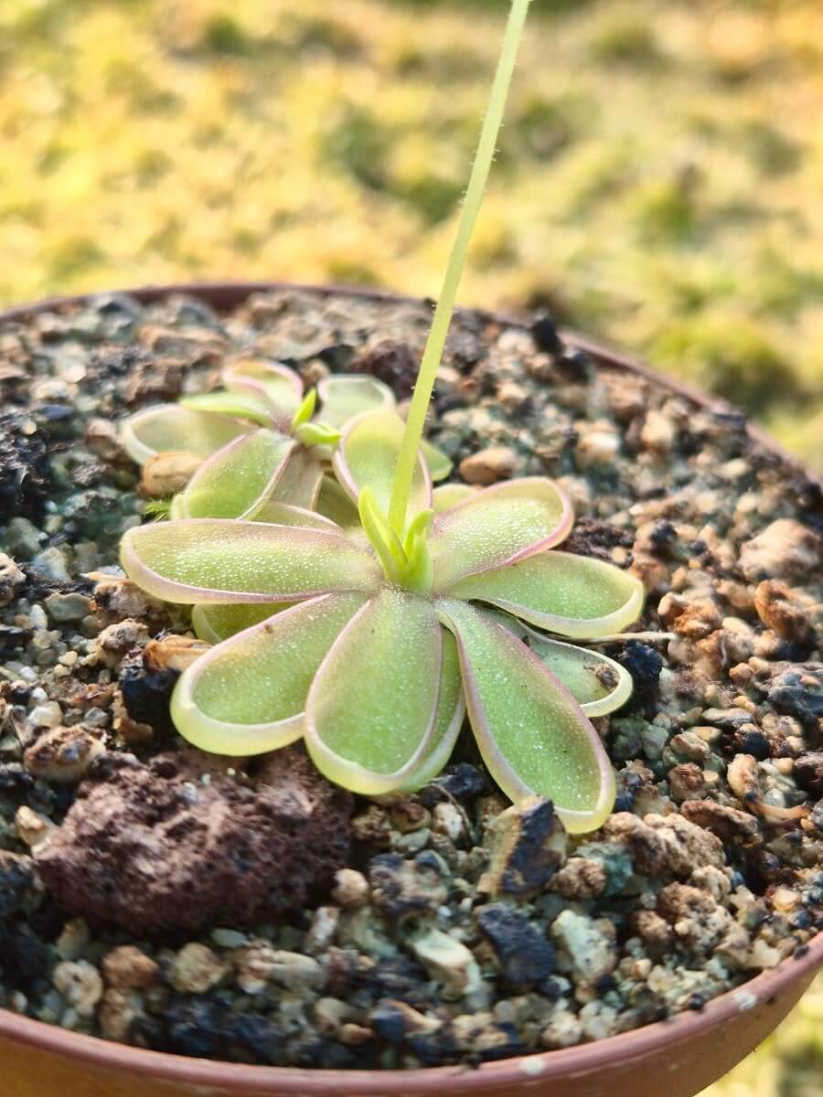 Pinguicula emarginata white flower