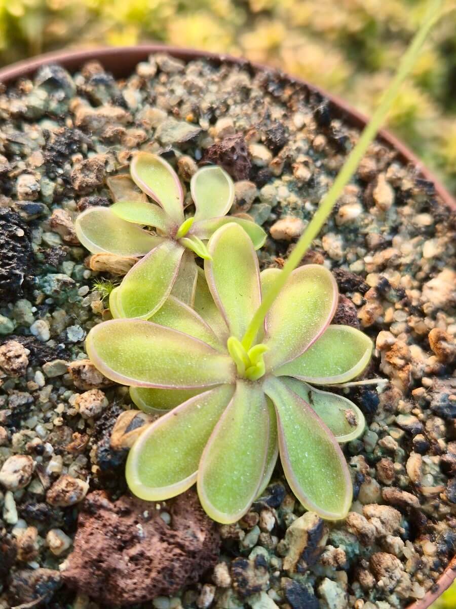 Pinguicula emarginata white flower