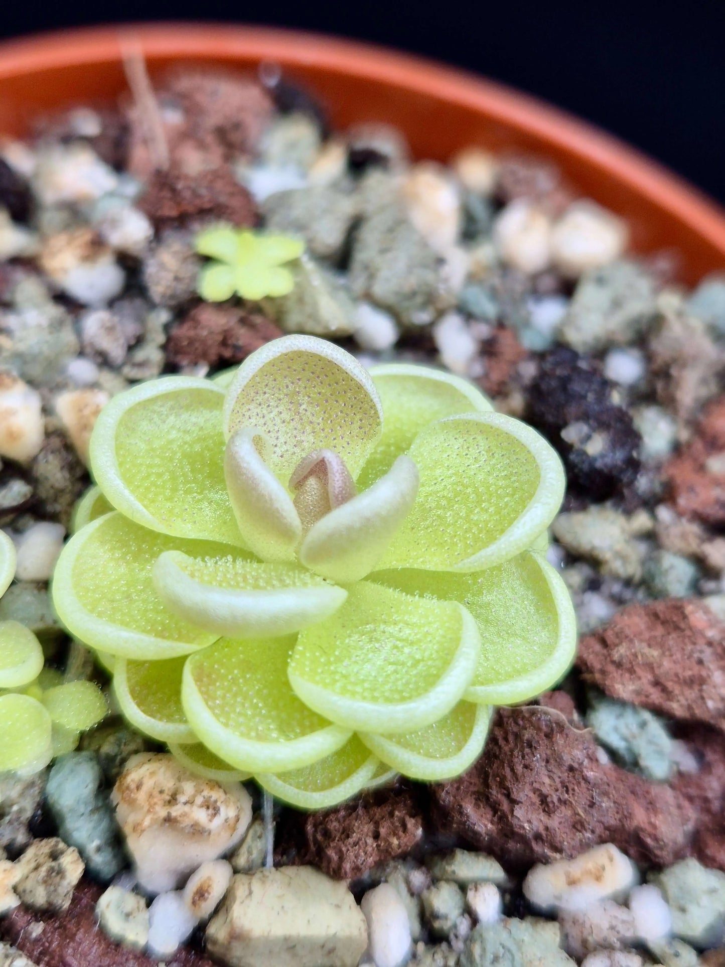 Pinguicula esseriana CARNIVORE DE SOLOGNE