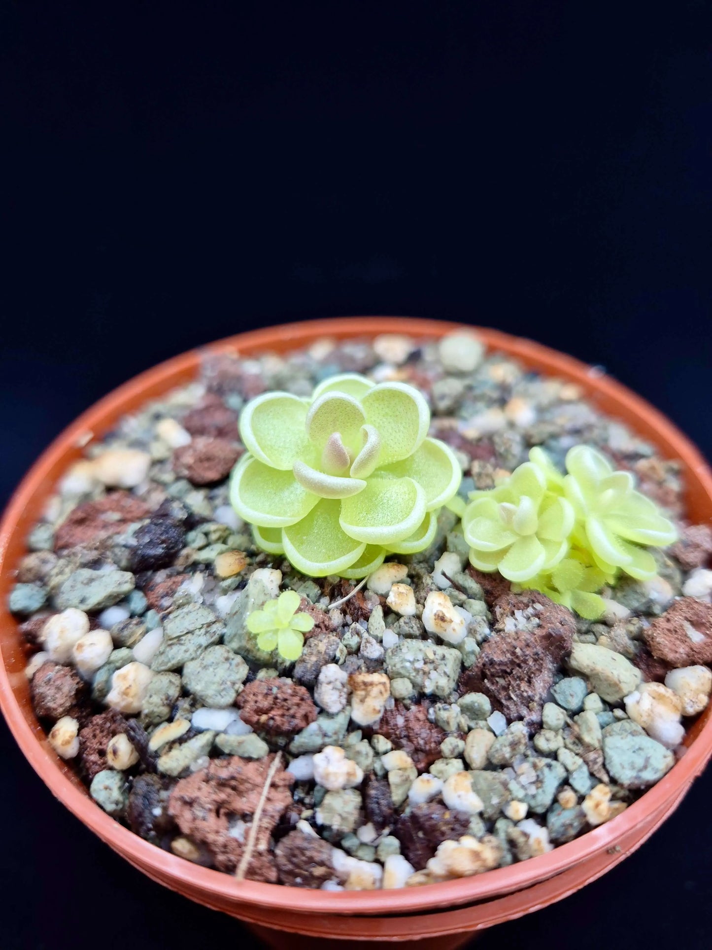 Pinguicula esseriana CARNIVORE DE SOLOGNE