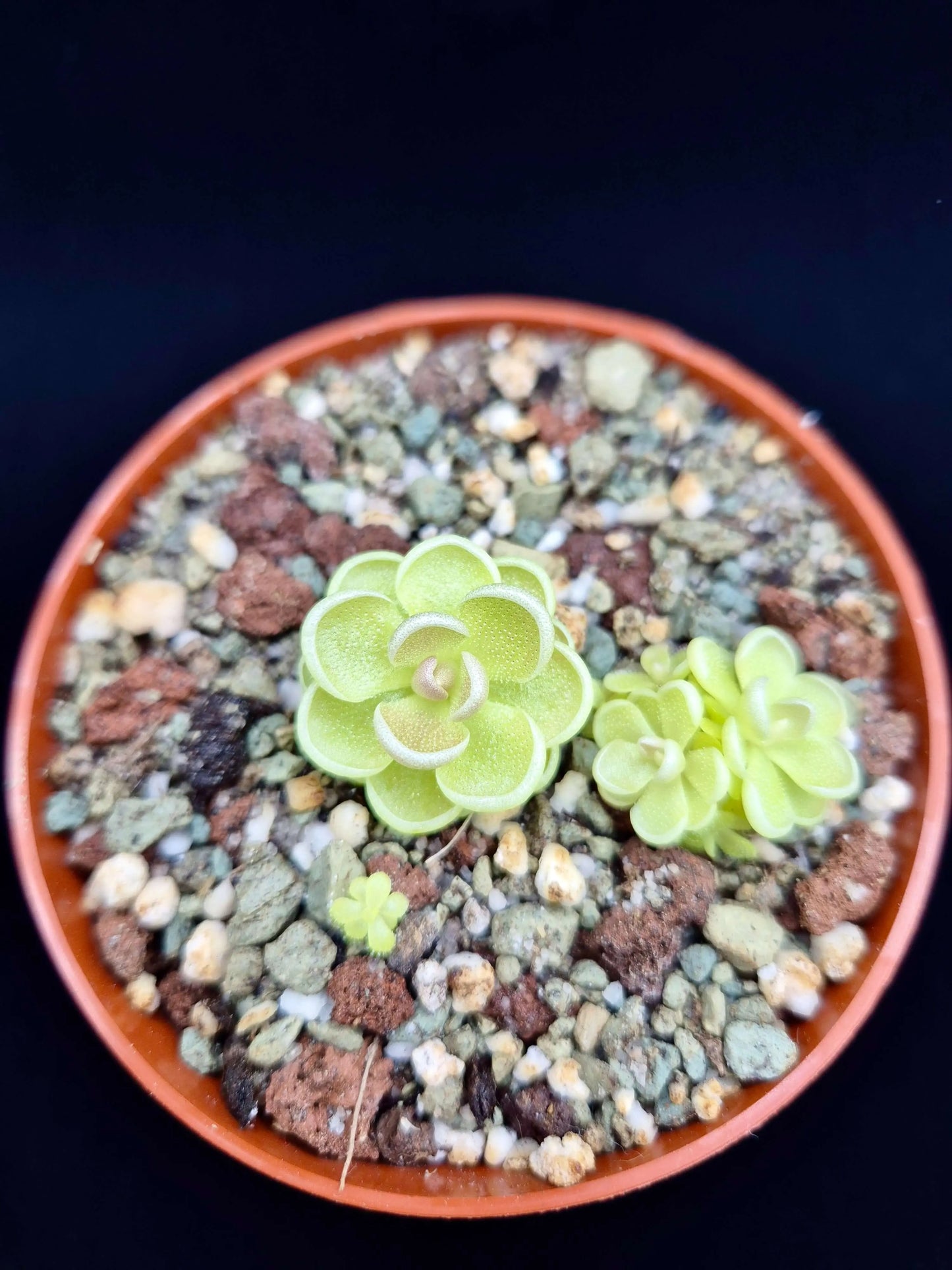 Pinguicula esseriana CARNIVORE DE SOLOGNE