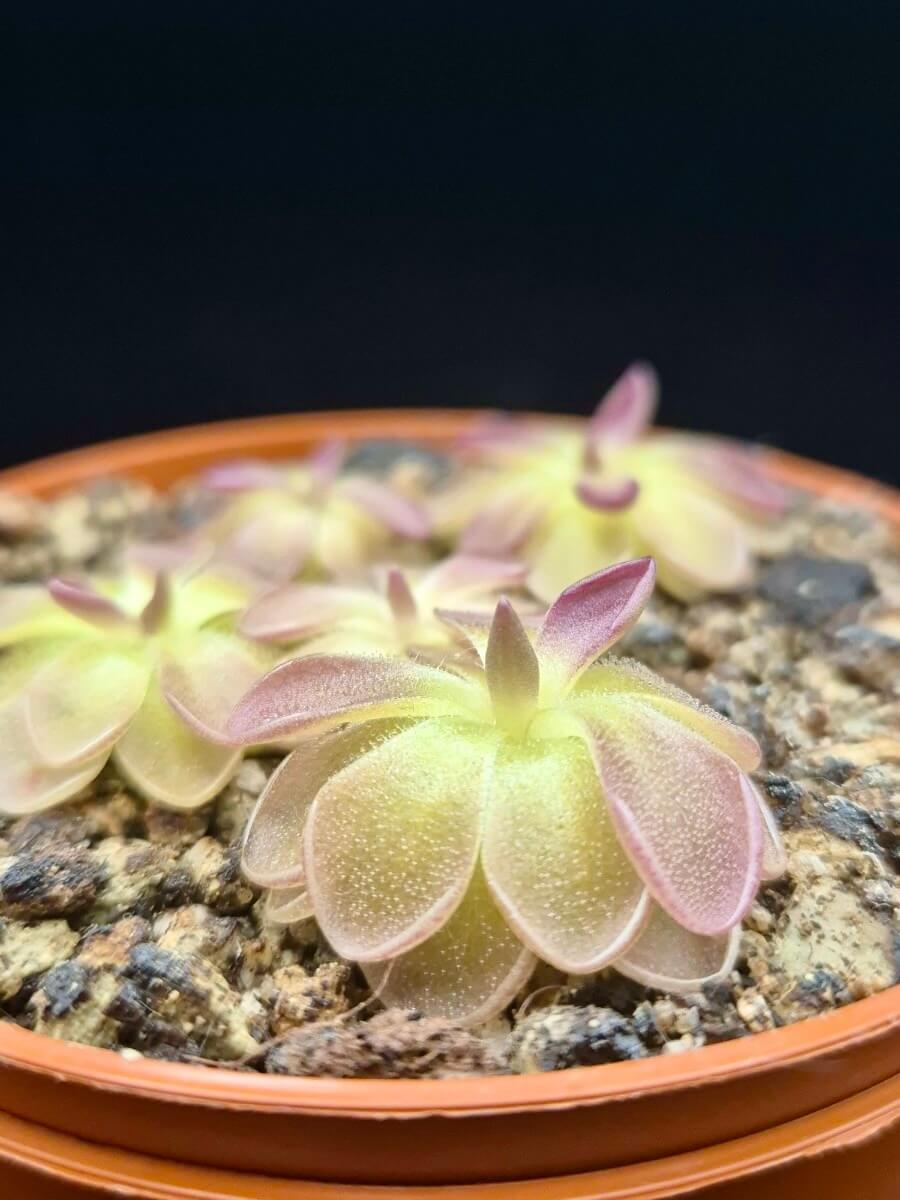 Pinguicula moranensis "Kirkbright"