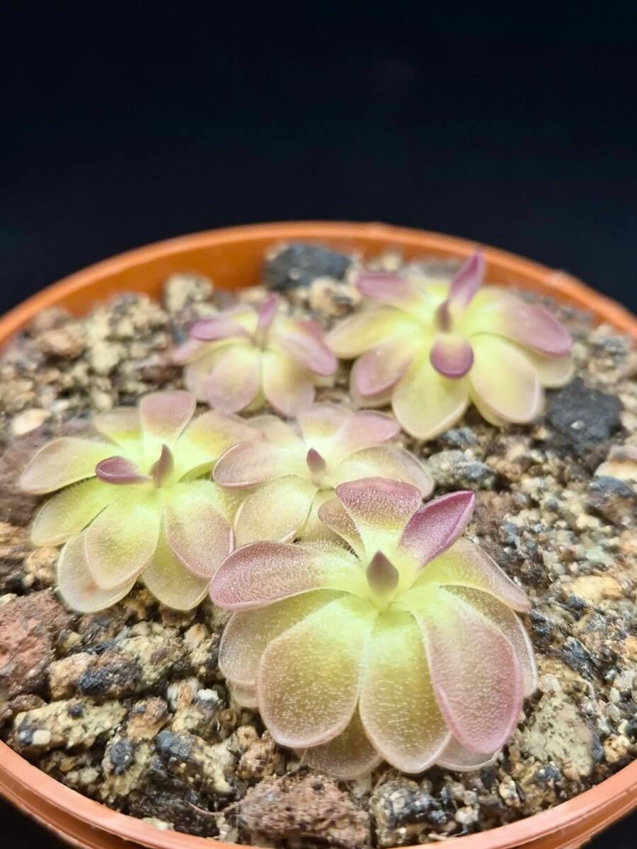 Pinguicula moranensis "Kirkbright"