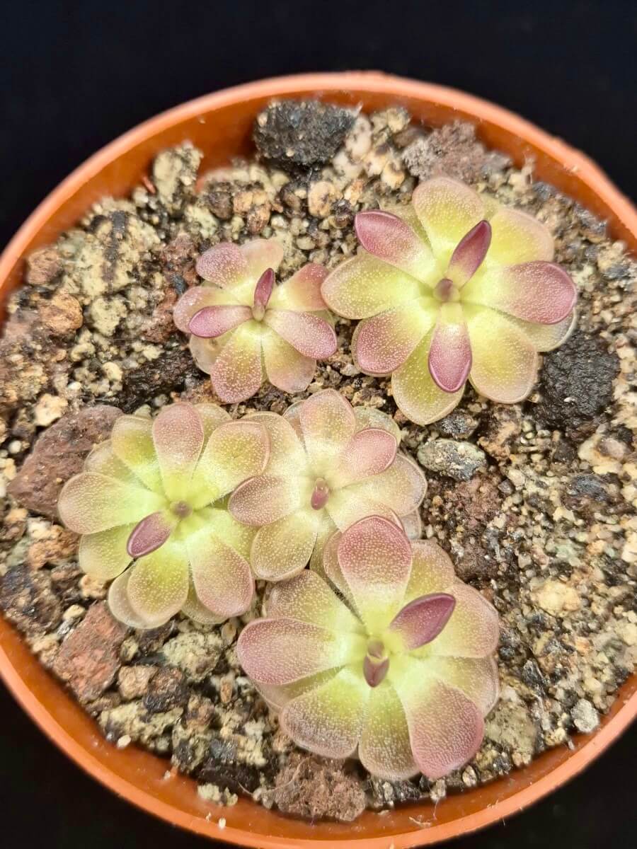 Pinguicula moranensis "Kirkbright"