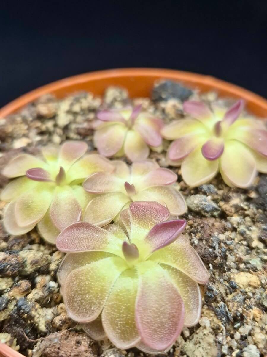 Pinguicula moranensis "Kirkbright"