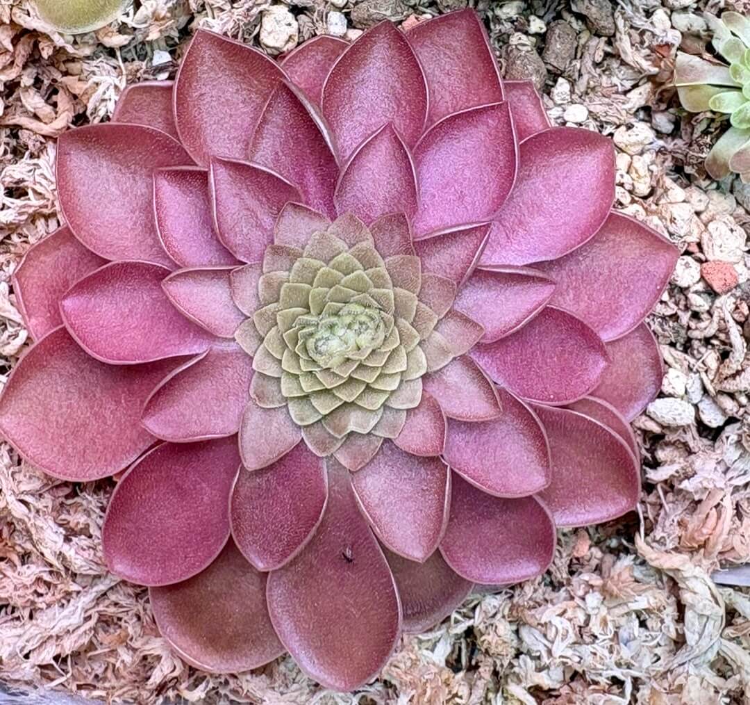 Pinguicula moranensis "Kirkbright"