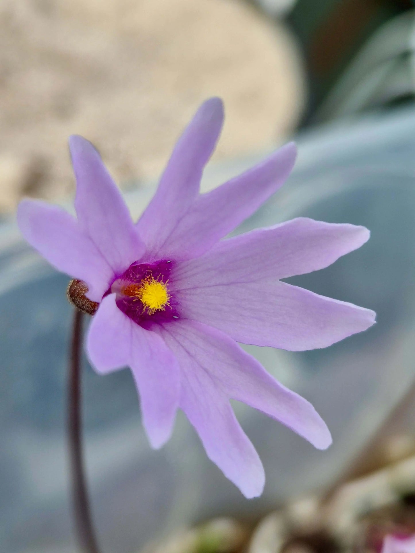 Pinguicula planifolia CARNIVORE DE SOLOGNE