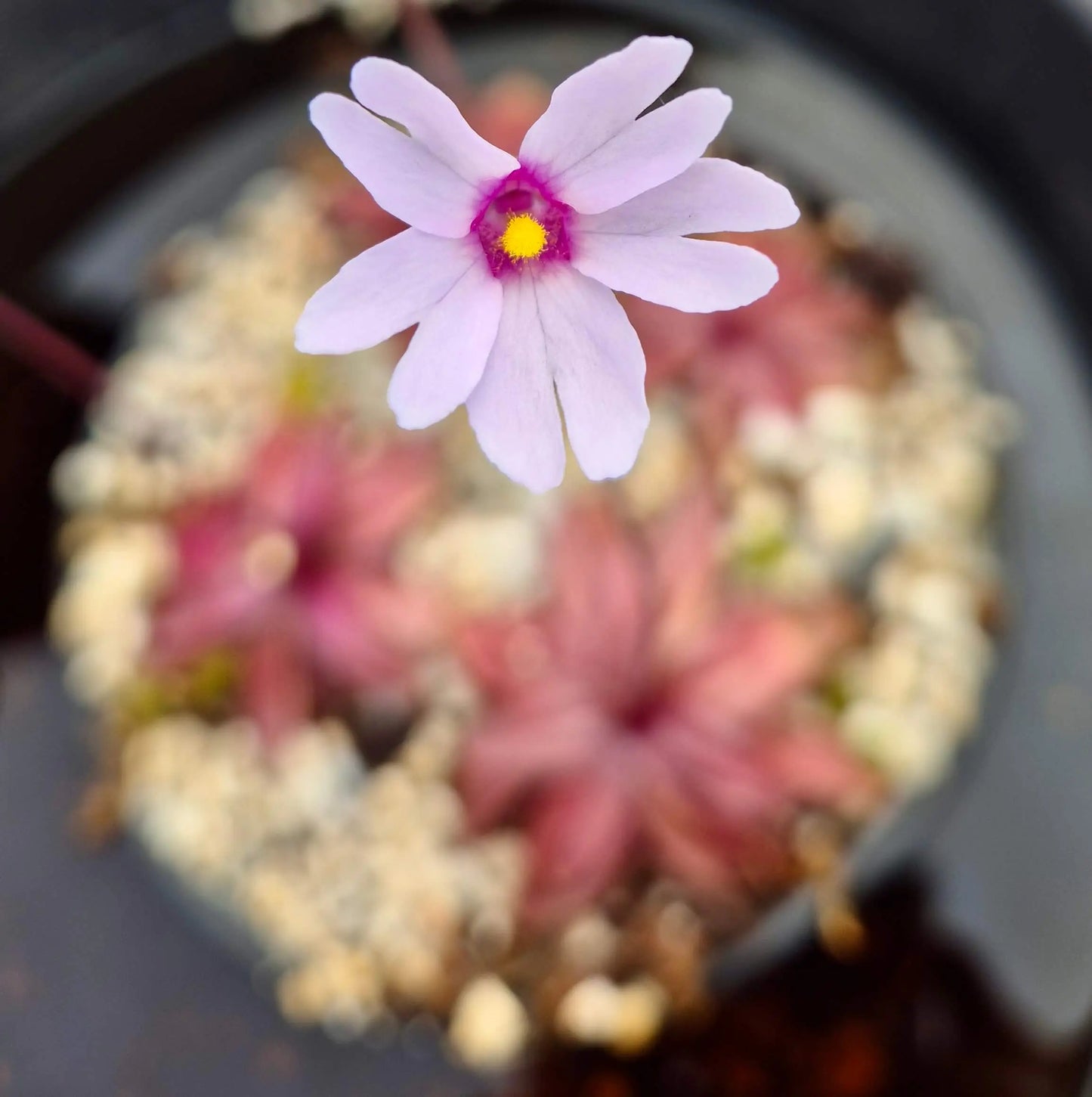 Pinguicula planifolia CARNIVORE DE SOLOGNE