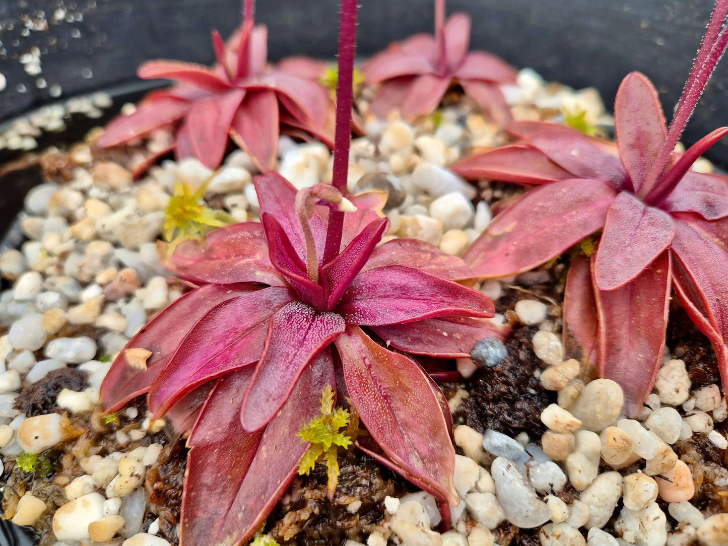 Pinguicula planifolia CARNIVORE DE SOLOGNE