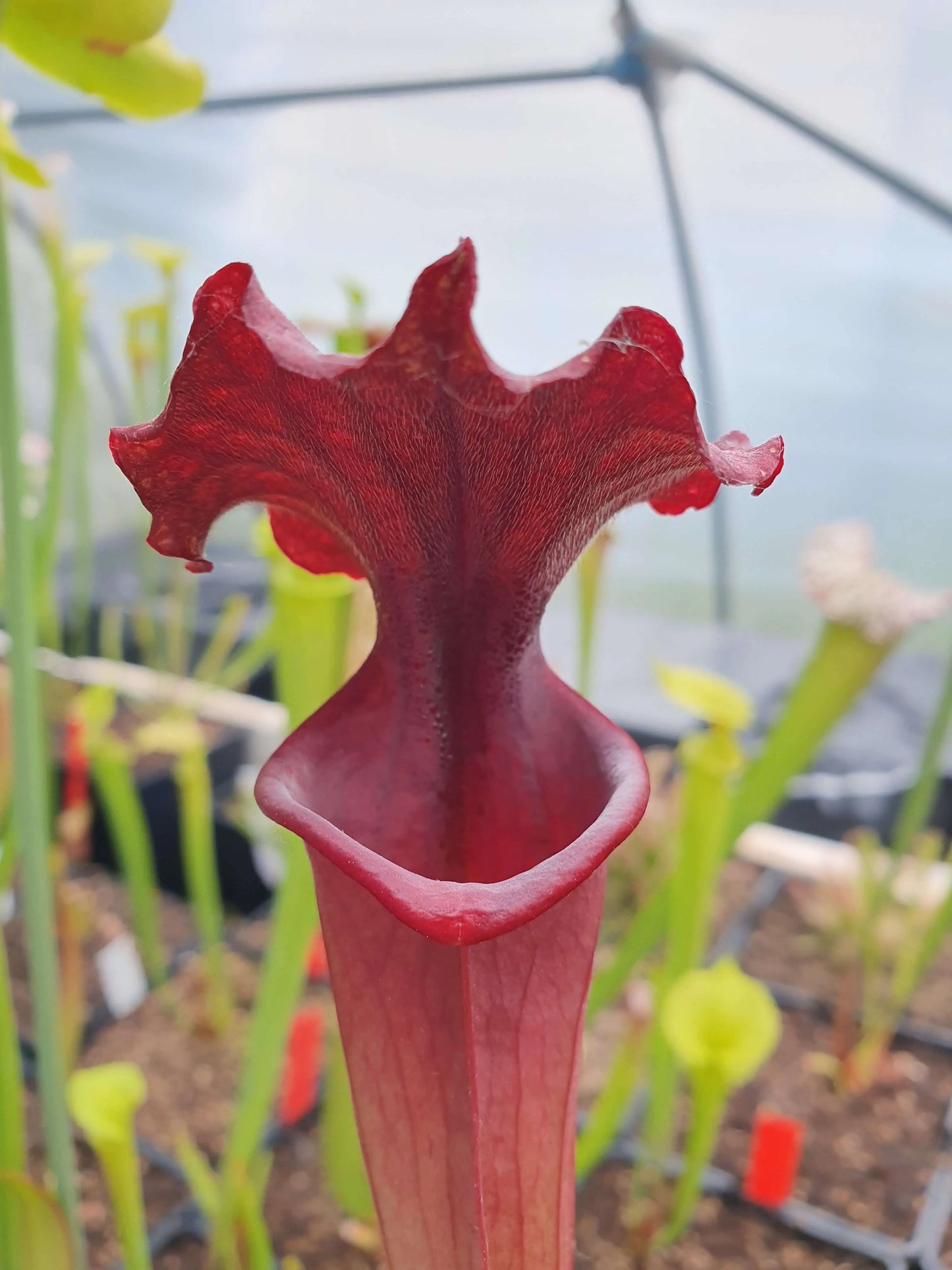 Sarracenia x moorei "Praetorian Guard" CARNIVORE DE SOLOGNE
