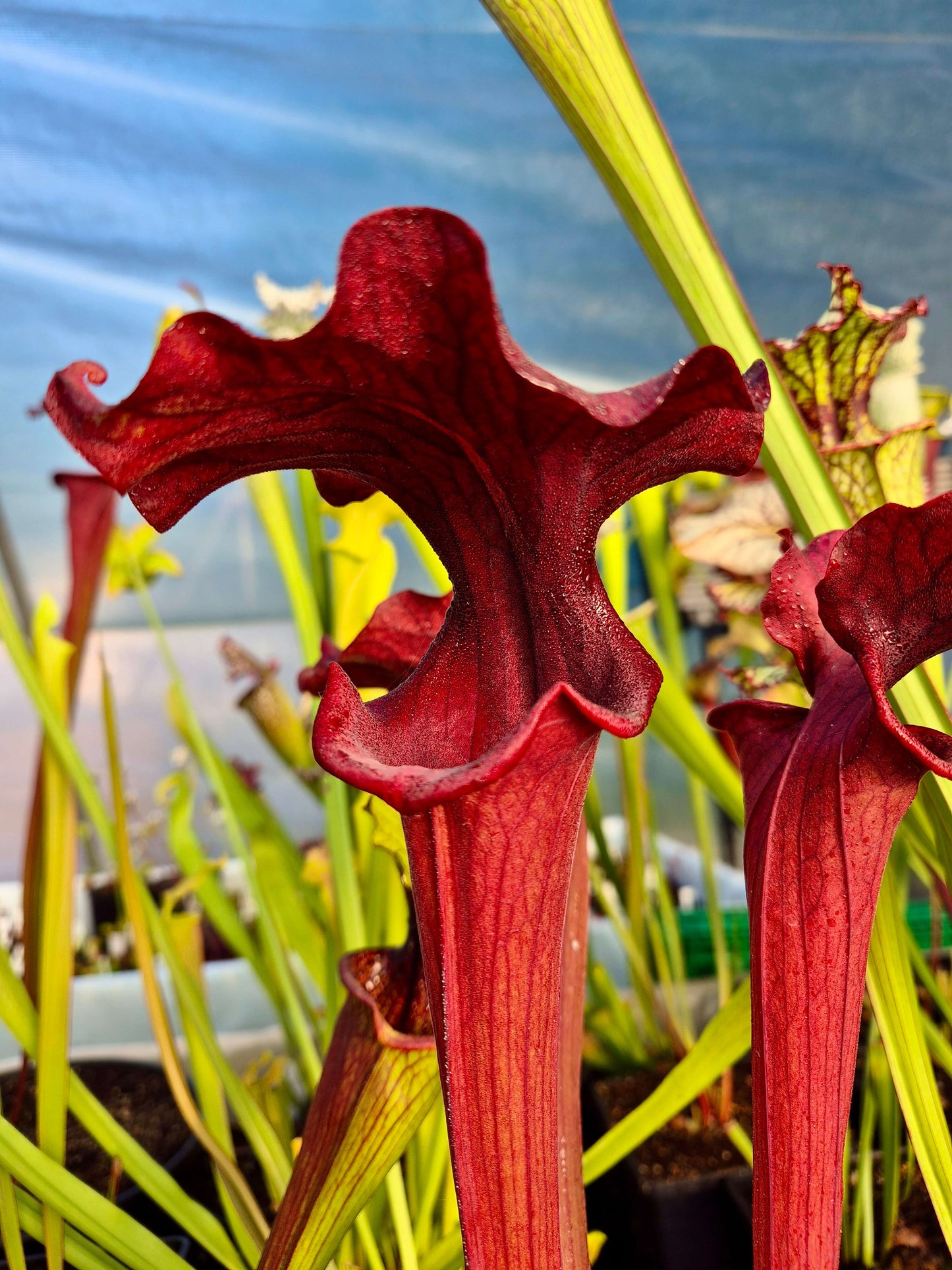 Sarracenia 'Reptilian Rose'