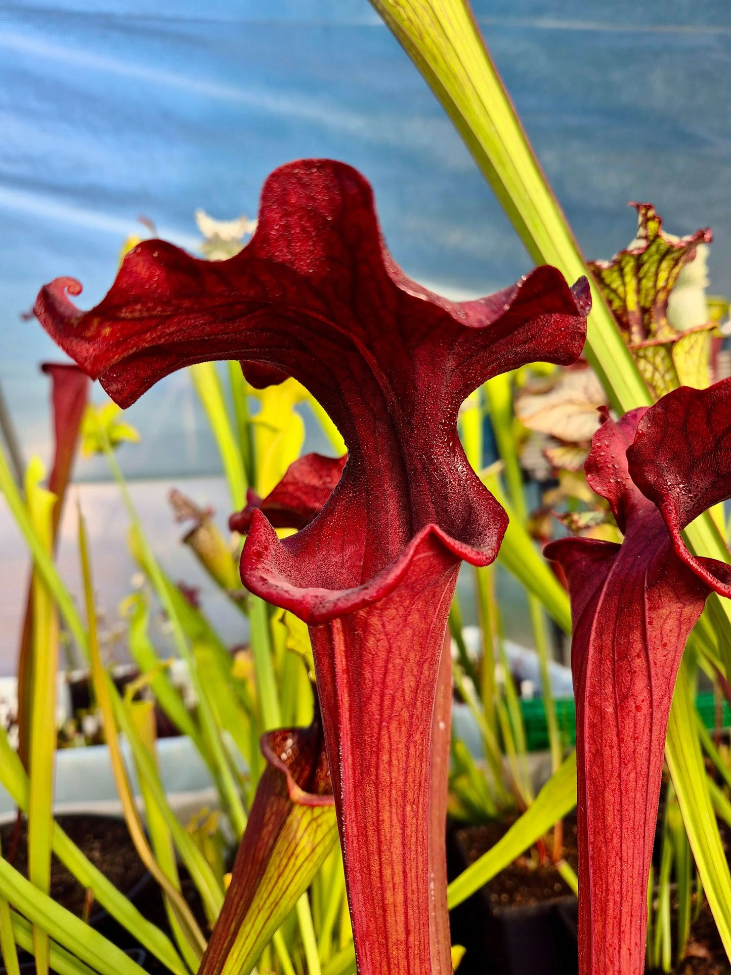 Sarracenia 'Reptilian Rose' CARNIVORE DE SOLOGNE