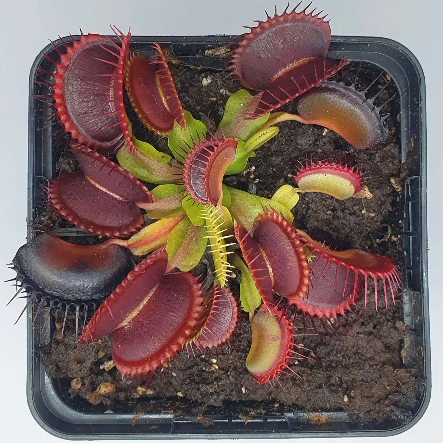 Dionaea muscipula 'Rouge Sombre' CARNIVORE DE SOLOGNE