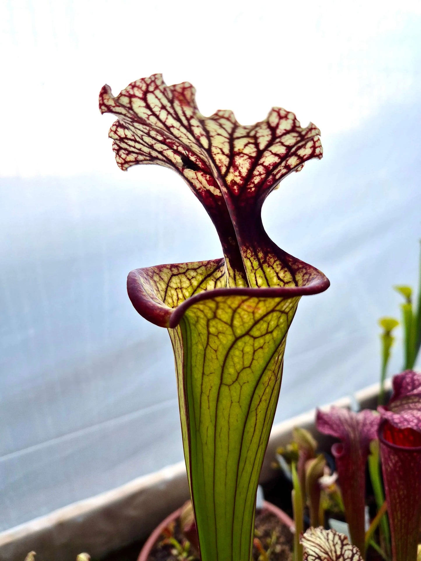Sarracenia CDS56 CARNIVORE DE SOLOGNE