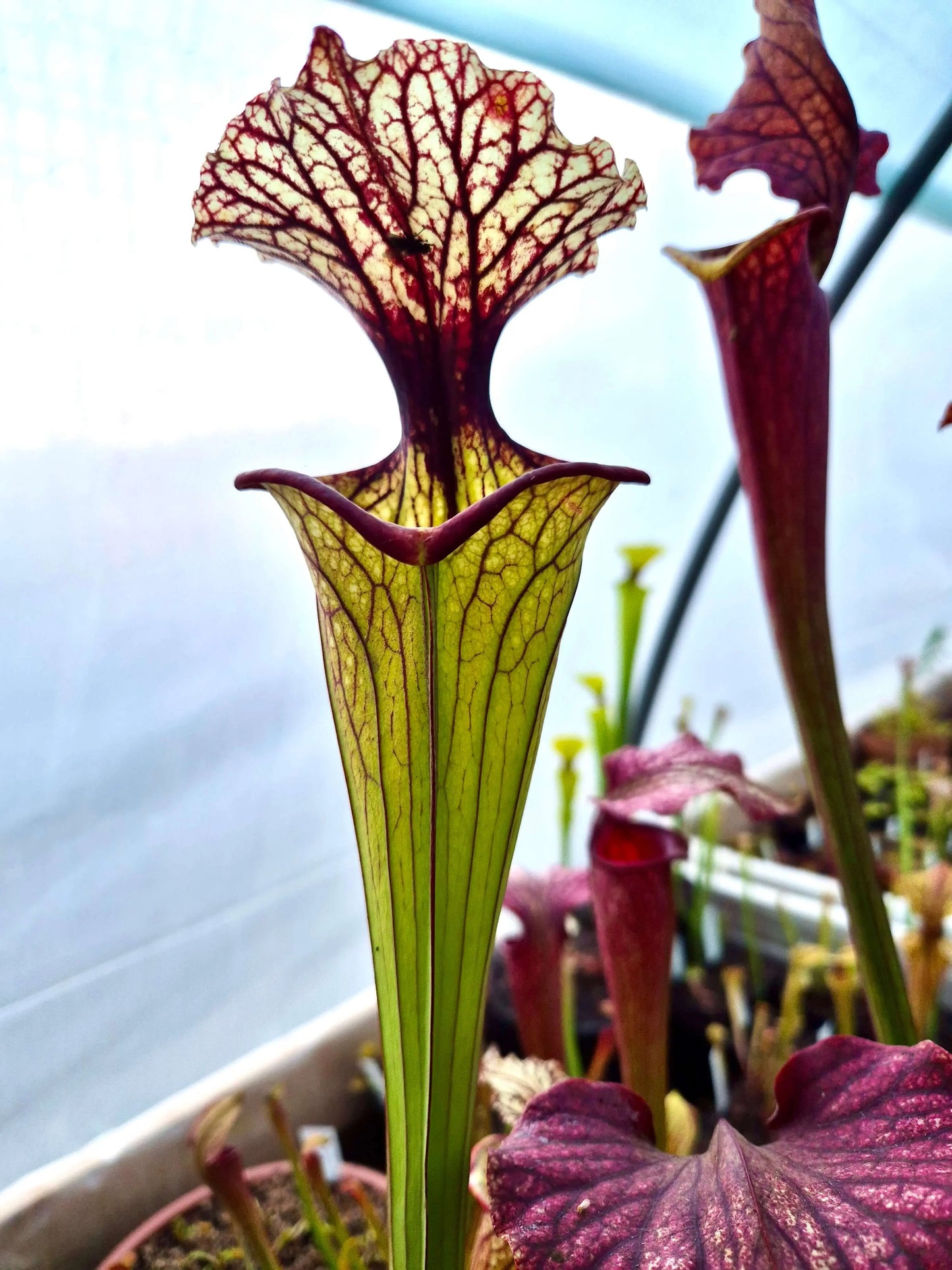 Sarracenia CDS56 CARNIVORE DE SOLOGNE