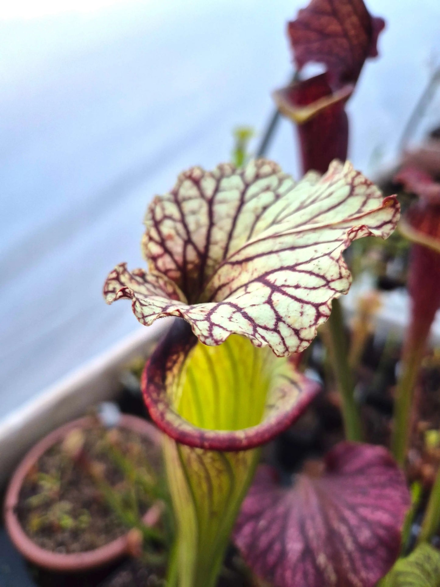 Sarracenia CDS56 CARNIVORE DE SOLOGNE