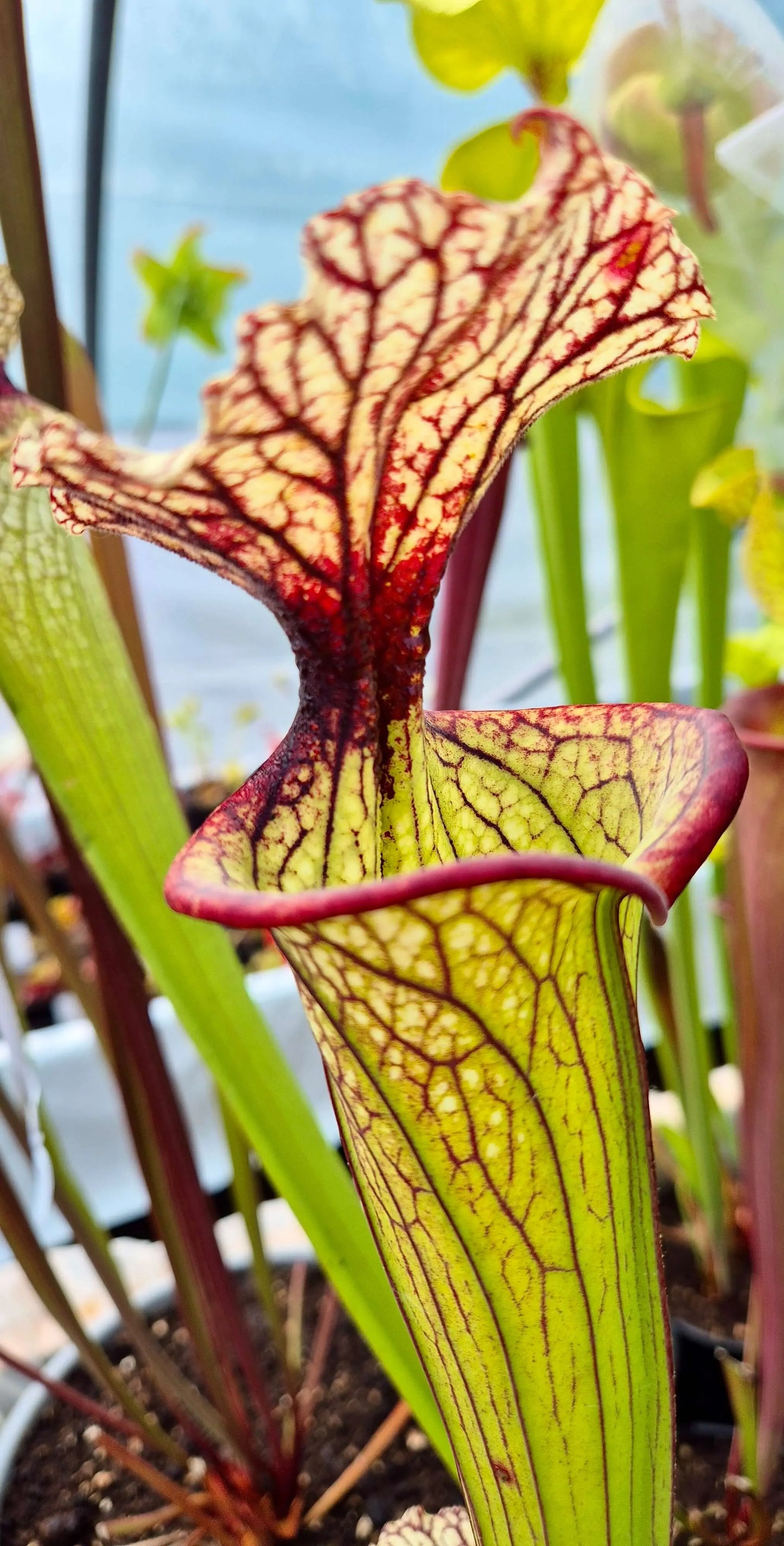Sarracenia x moorei "Pinkish top" (H87, MK)