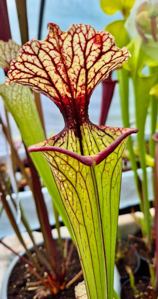 Sarracenia x moorei "Pinkish top" (H87, MK)